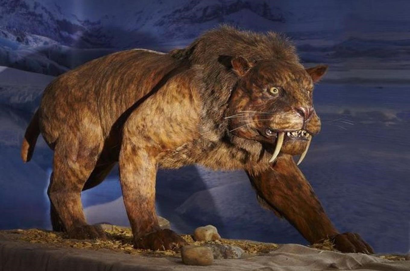 Самое историческое животное. Саблезубый Лев пещерный. Пещерный Лев и Саблезубый тигр. Саблезубый Лев Смилодон. Эпоха плейстоцена пещерный Лев.