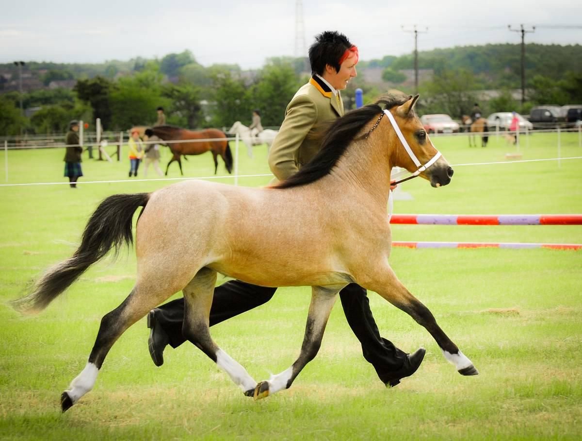 Samba pony wales bonner. Уэльский пони. Уэльский пони Арчибальд. Пони булланый Уэльский Буланый. Уэльский верховой пони.