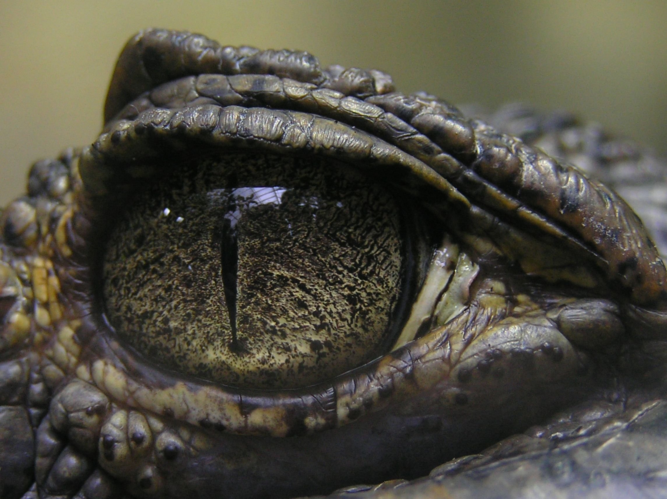 Веки змей сросшиеся прозрачные. Третье веко у пресмыкающиеся. Глаза каймана. Зрачок крокодила. Глаз крокодила.
