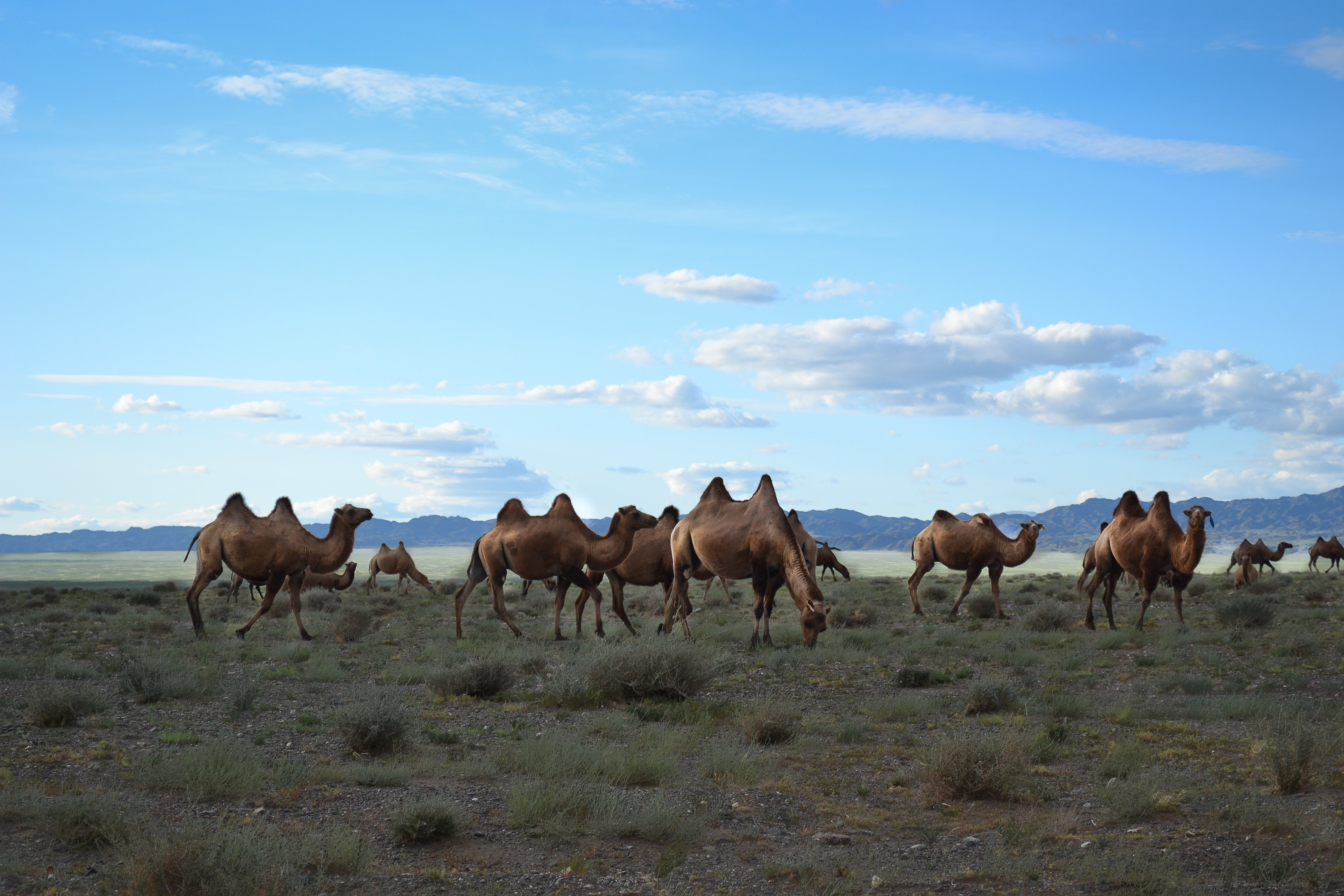 Верблюд в тундре. Бактриан - двугорбый монгольский верблюд Монголия. Бактриан верблюд Гоби. Верблюды пустыни Гоби Монголия. Улангом Монголия.