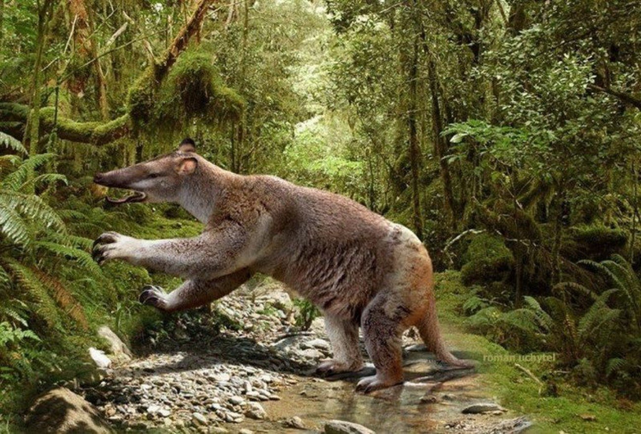 Название древнего животного. Новозеландия мегафауна. АМФИЦИОН Гигантеус. Сумчатые вымершие Хищные. Доисторическая фауна Австралии.