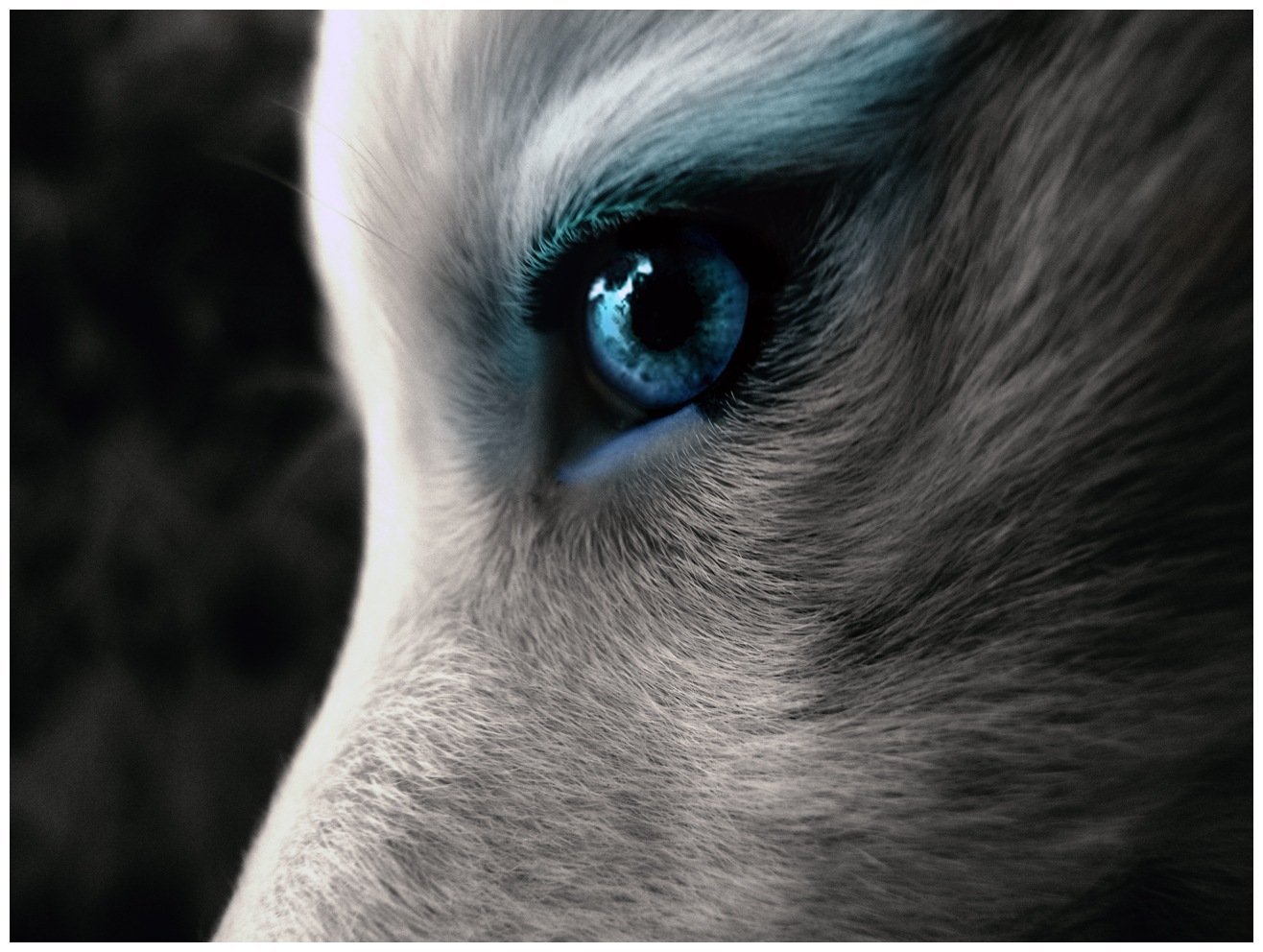 Глаза голубой собаки читать. Волк с голубыми глазами. Глаз волка. Волчица с голубыми глазами. Волчий взгляд.