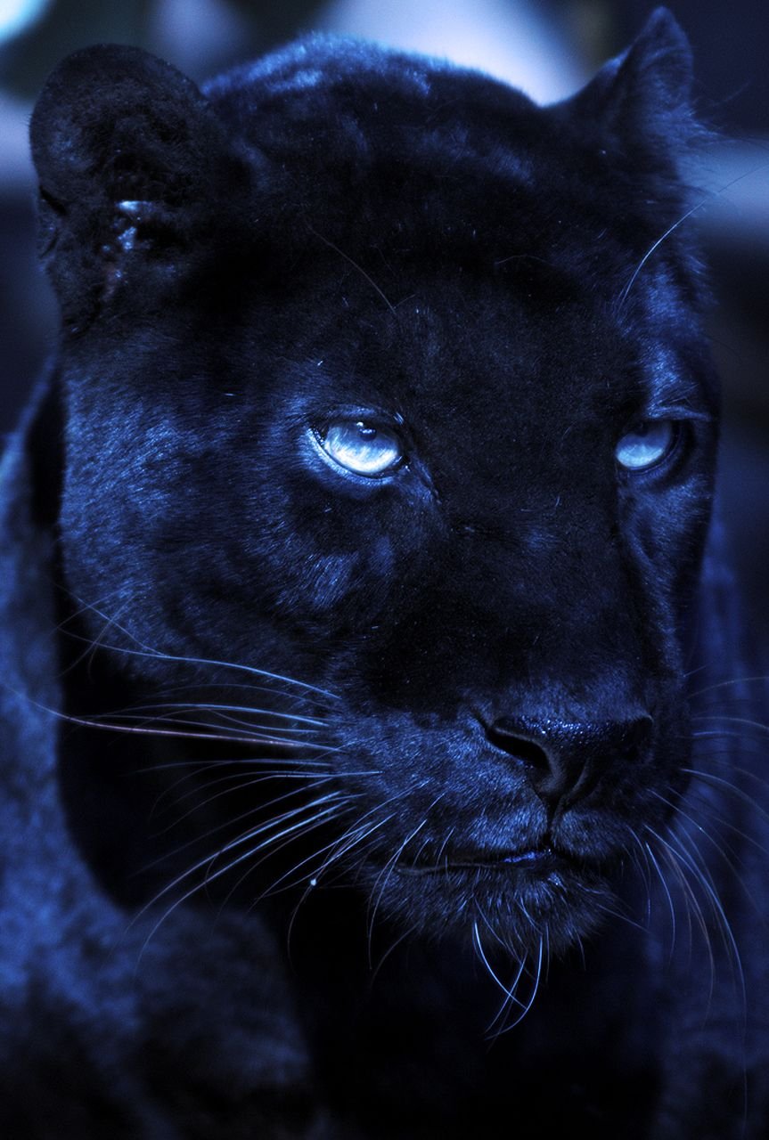 Черная Пантера С Голубыми Глазами