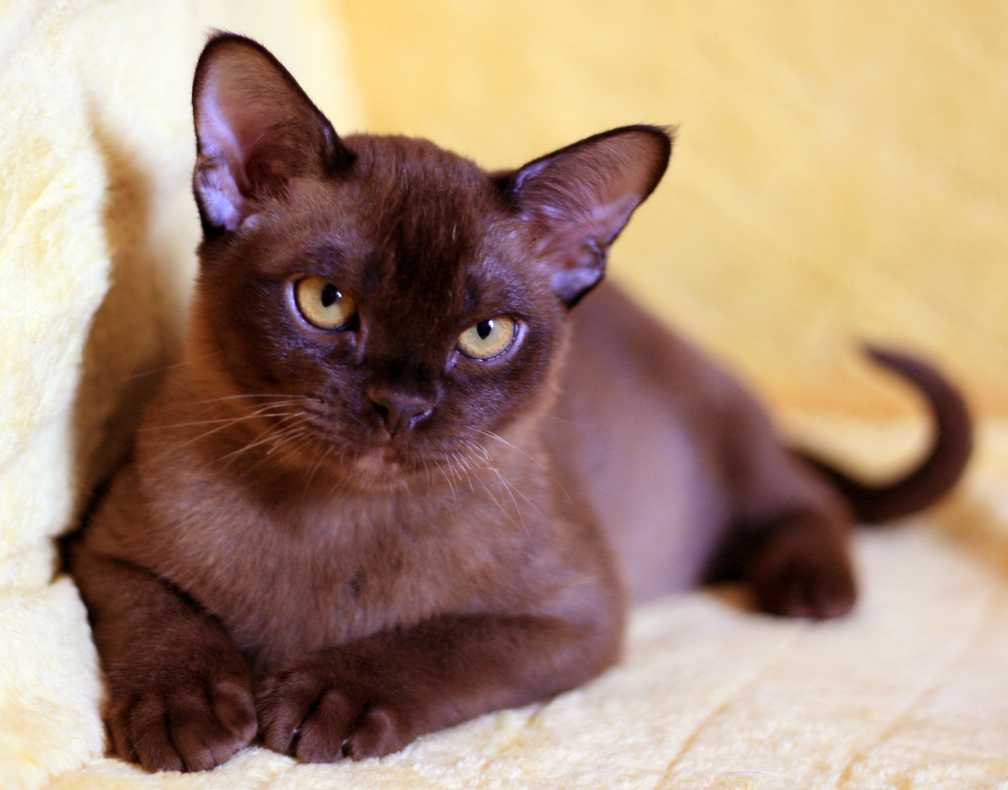 Породы коричневых котов. Бурманская порода кошек. Бурманская короткошерстная кошка. Европейская Бурма кошка. Европейская Бурма котята.