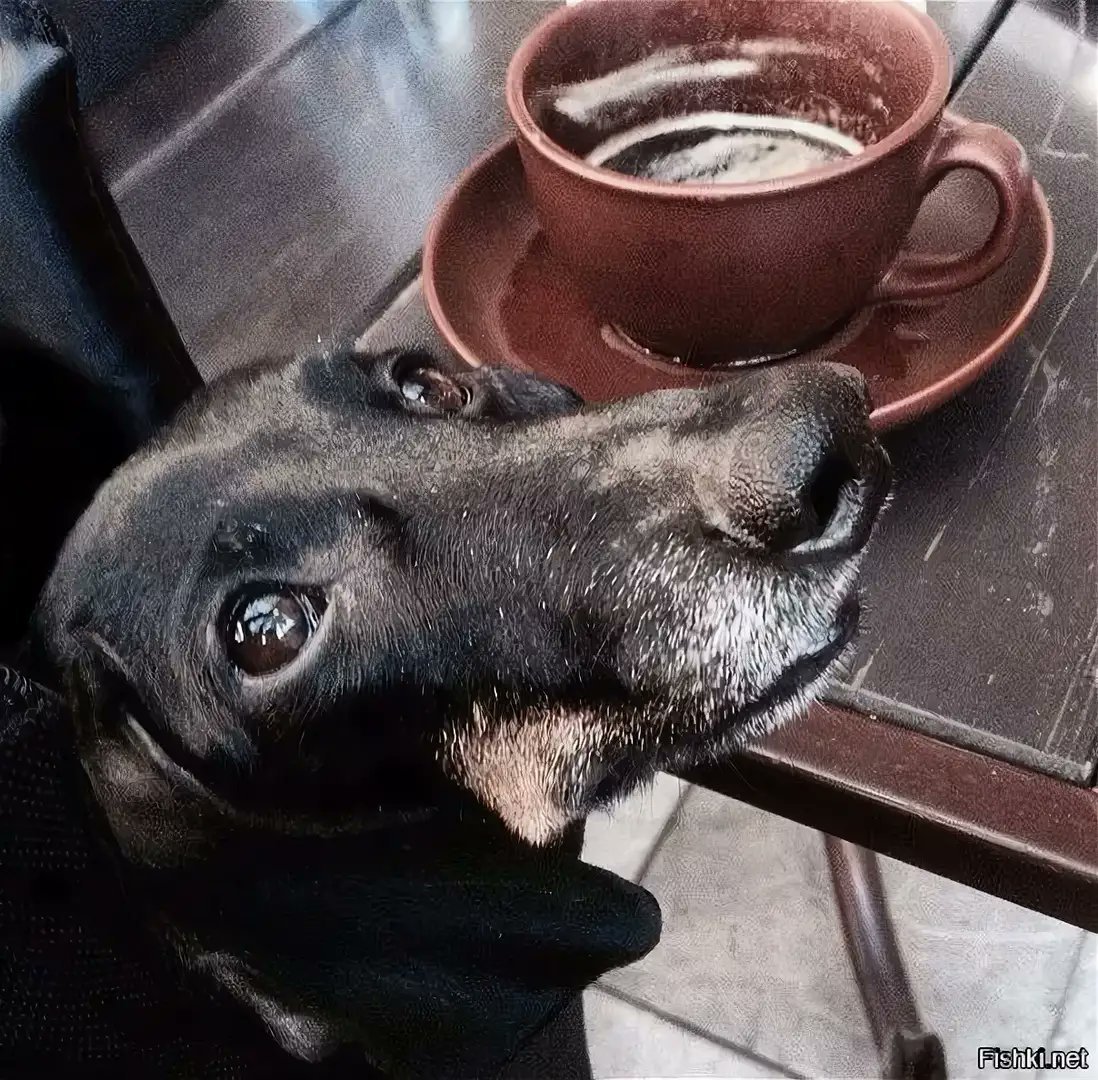 Собаки пьют чай. Собачка с кофе. Красивые собаки и кофе. Чашки для собак. Собака с чашкой кофе.