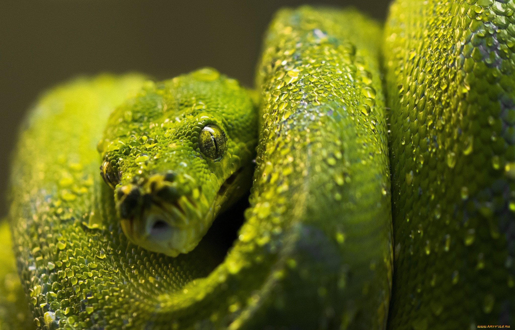 Змея хамелеон. Жёлто-зелёная куфия. Зеленый питон. Питон змея. Змея питон зеленый.