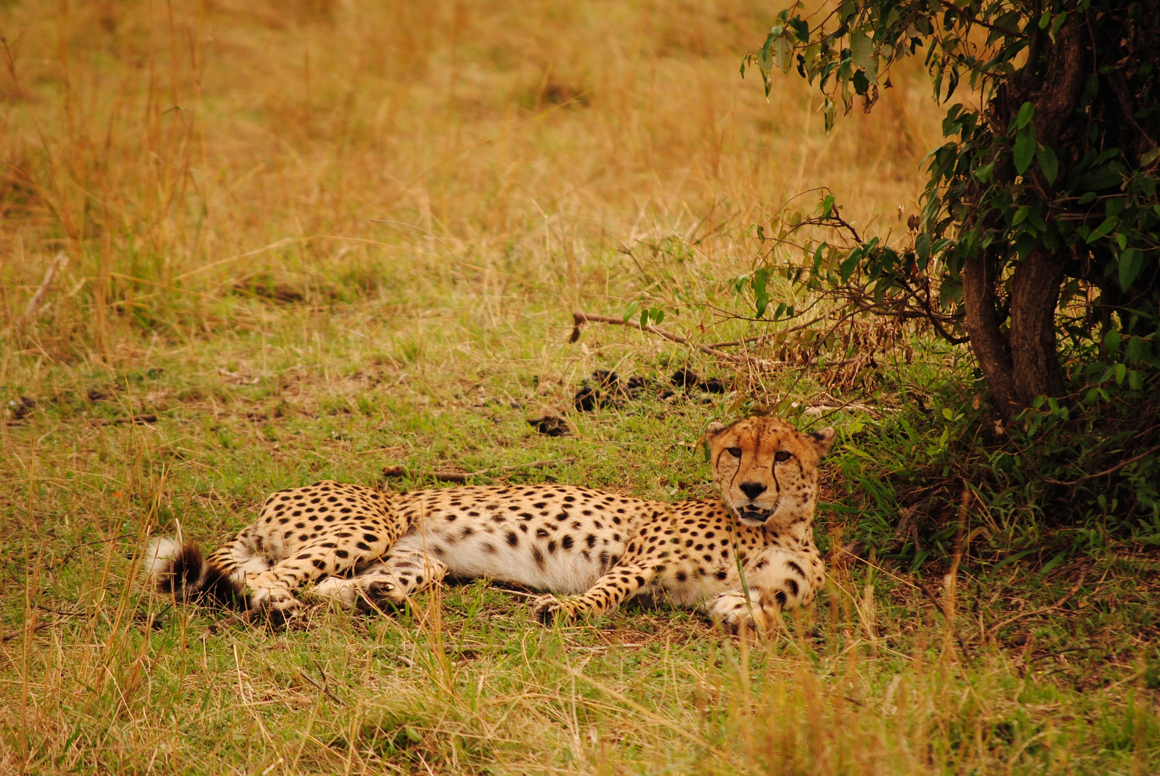 Дикая природа сообщение. Леопард Саванна Кения. Гепарды Танзания сафари. Африканская Саванна гепард. Тигр Саванна леопард.