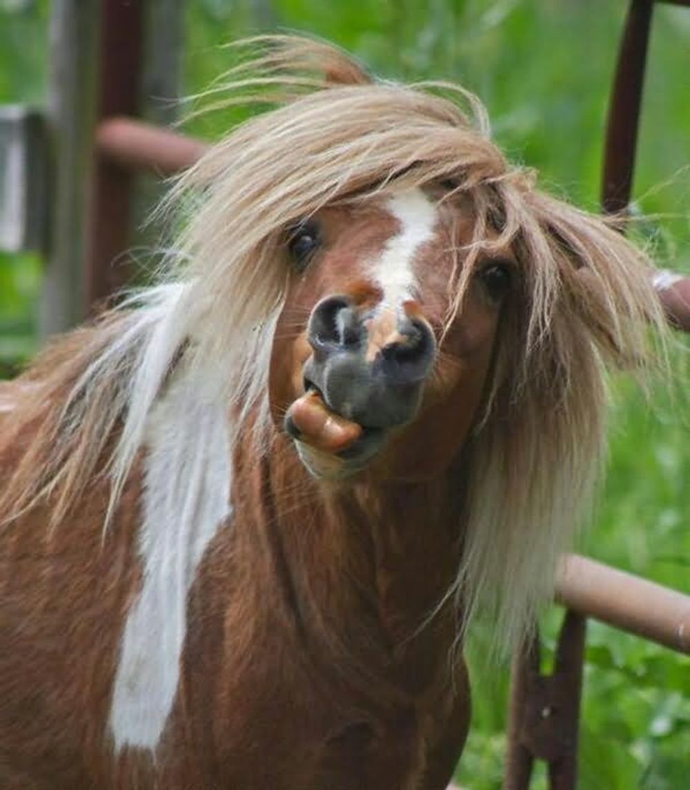 Horse hair. Шетлендский пони гнедой. Шетлендский пони вороной. Жеребенок "Хафлингер". Лохматая лошадь.