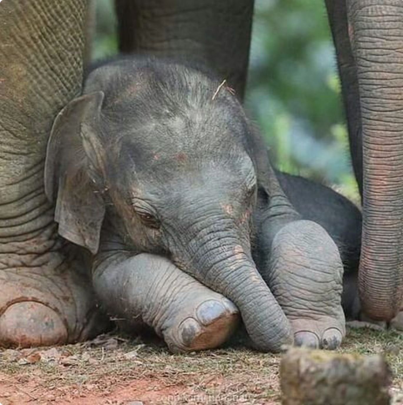 5 слоник. Слоненок. Маленький Слоник. Спящий Слоненок. Маленькие слоны.