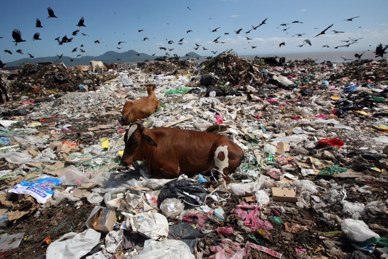 Животные страдающие от загрязнения