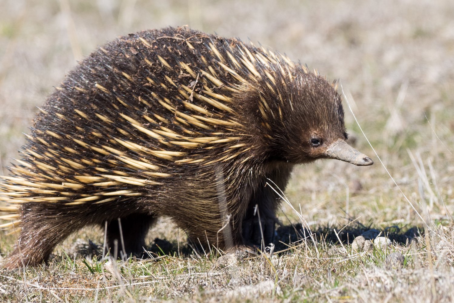 Чем питается ехидна. Австралийская ехидна. Короткоклювая ехидна. Ехидна в Австралии. Ехидна яйцекладущие млекопитающие.
