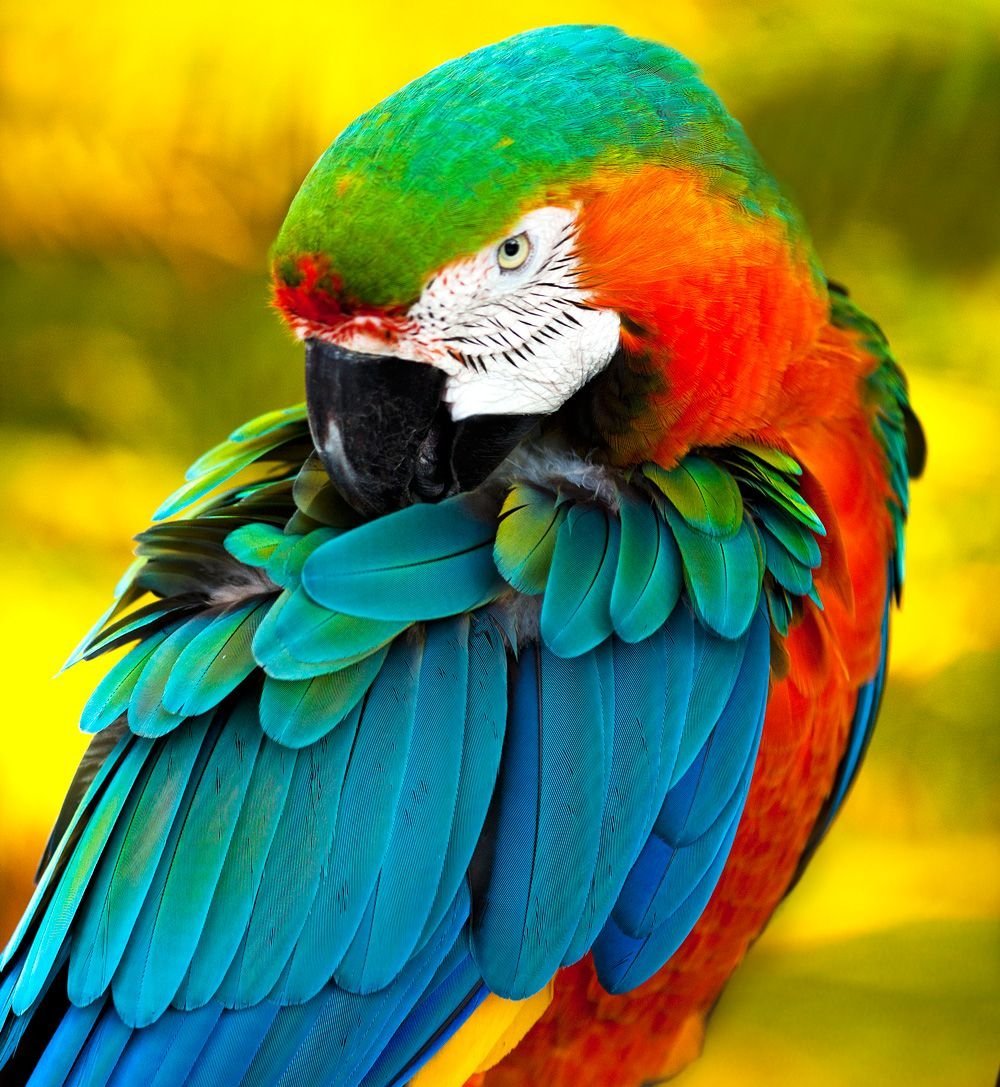Parrots are the pets. Попугай ара зеленокрылый. Попугай ожереловый Радужный. Попугай ара разноцветный. Попугаи ара яго.