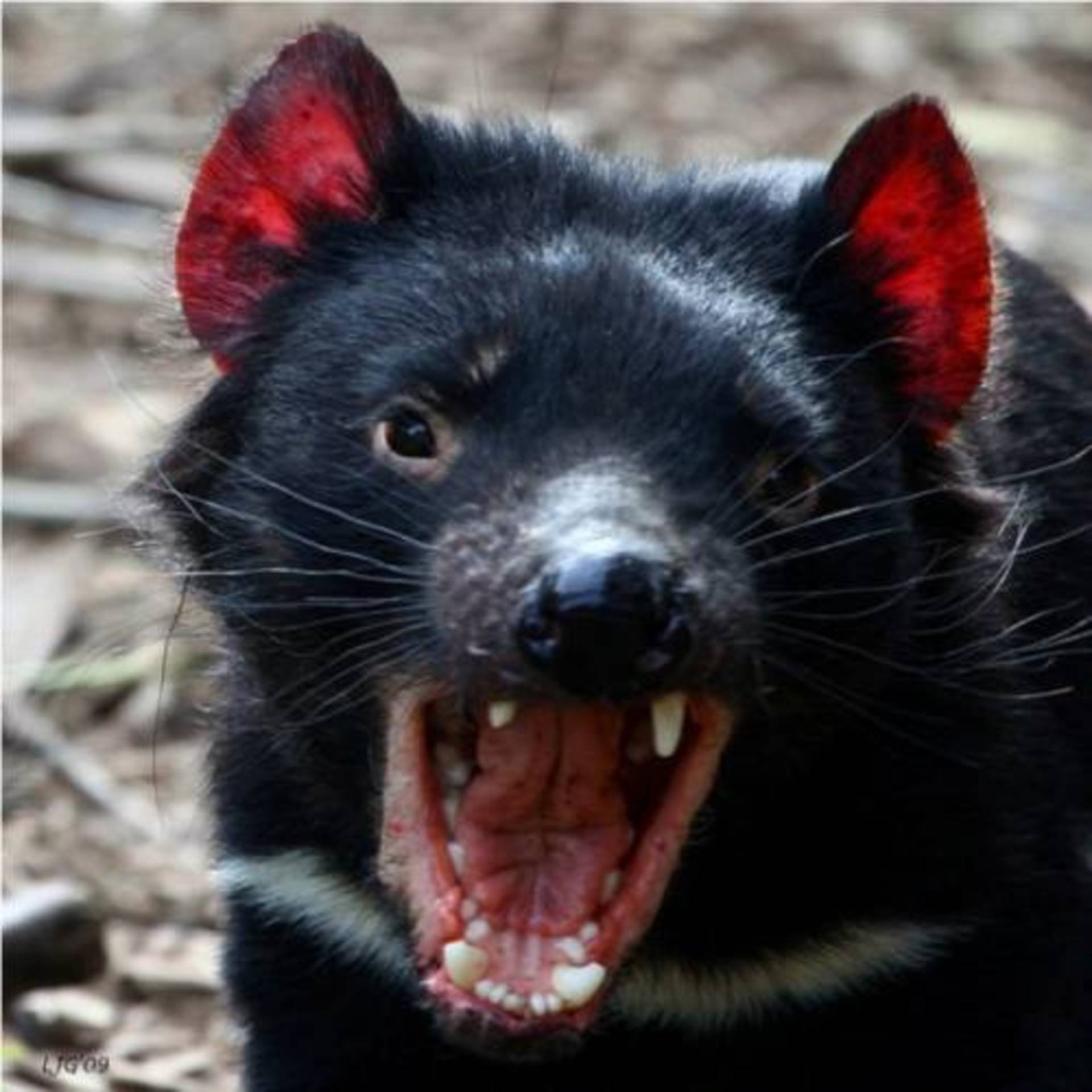 Ядовитая слюна. Тасманский дьявол. Сумчатый черт Тасманийский дьявол. Австралия животные тасманийские дьяволы. Тасманский дьявол в Австралии.