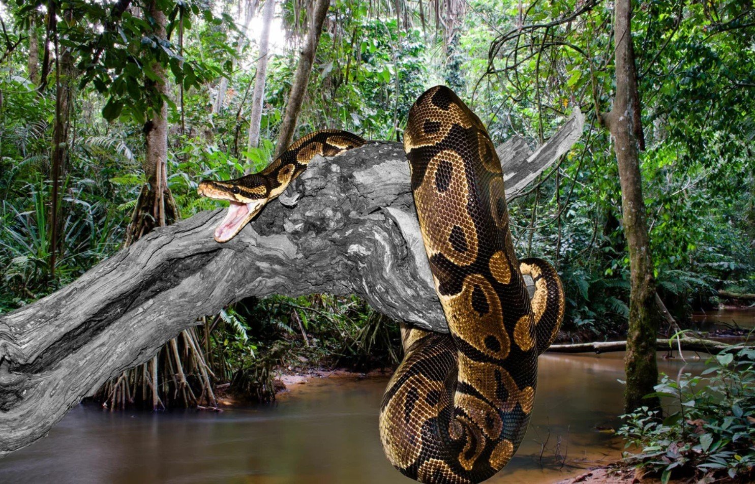 Змея питон большой. Река Амазонка змея Анаконда. Южная Америка Амазонка Анаконда. Анакондой сельвы Южной Америке. Водяной удав Анаконда.