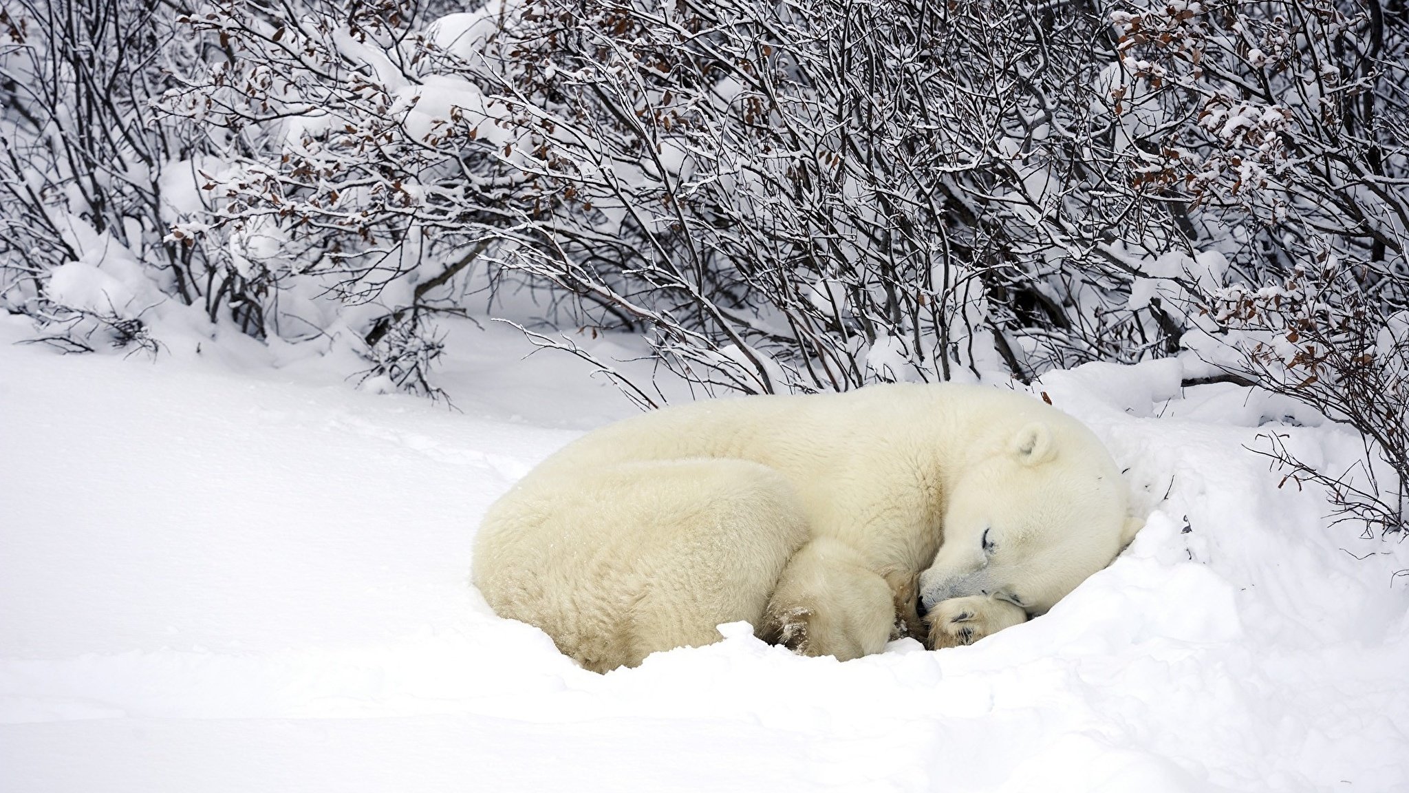 Спи пока снег. Берлога белого медведя. Белый медведь Берлога белой медведицы. Медведь зимой. Животные в снегу.