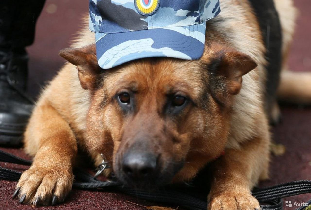 Кто такой кинолог. Немецкая овчарка полиция в фуражке. Собаки кинологической службы. Кинолог с собакой. Служебные собаки в полиции.