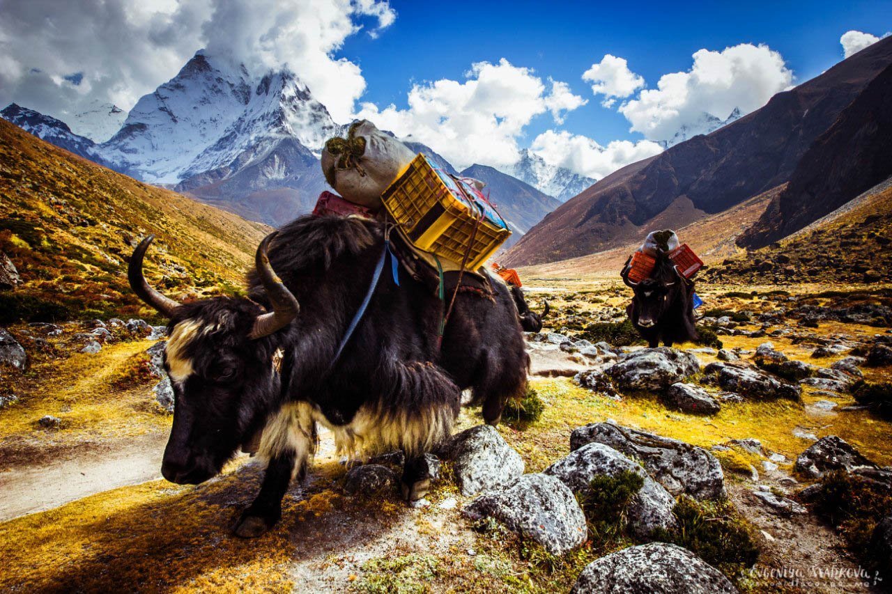 Горный караван. Тибет яки Караван. Тибет Гималаи. Яки в Гималаях.