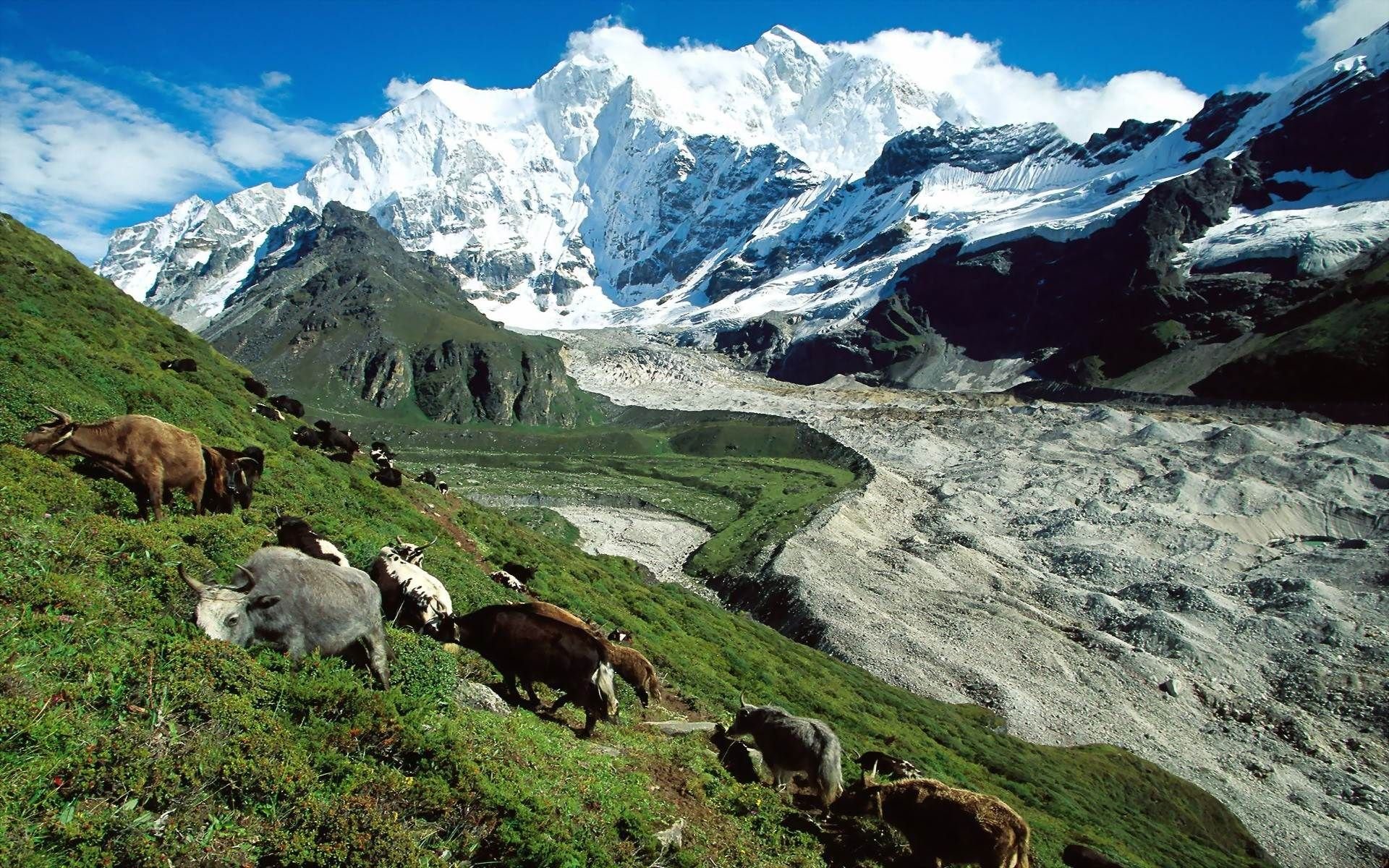 Жизнь животных в горах. Тибет Гималаи. Кабардино-Балкарский высокогорный заповедник. Тибет Гималаи Кавказ. Альпийские Луга Гималаи Непал.