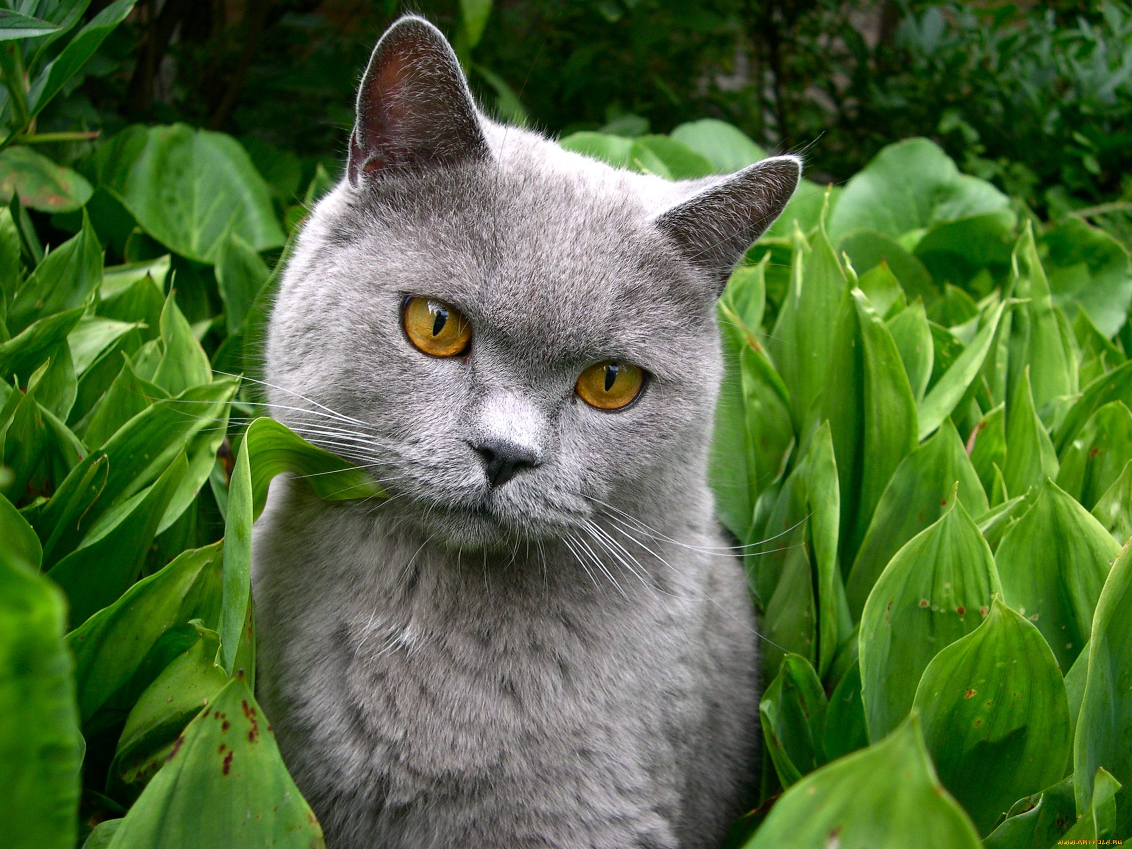 Кашка серая. Кот британец серый. Британская короткошёрстная кошка. Кошка серая. Британская кошка на природе.