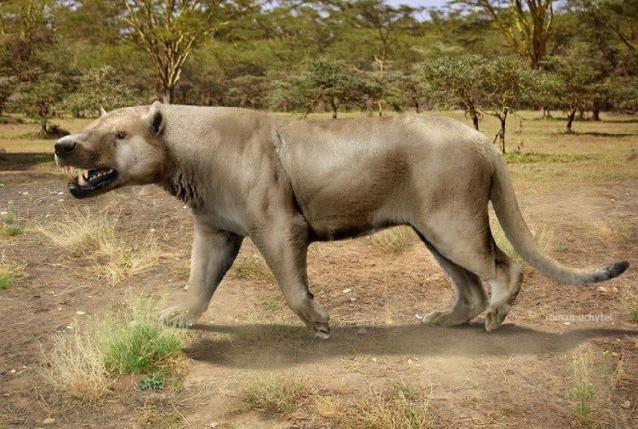 Медведь крупное млекопитающее. Гиенодон и Мегистотерий. Megistotherium osteothlastes. Мегистотерий Креодонты. Доисторические хищники Гиенодон.