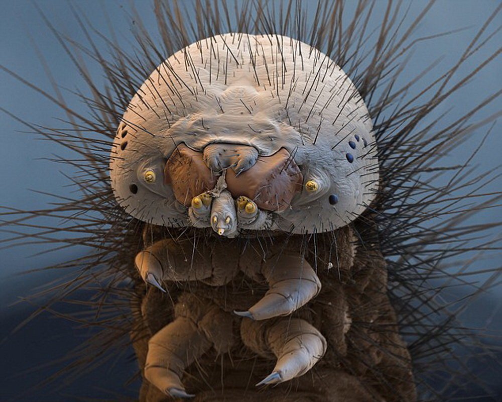 Бактерии на мухе. Пучебрюхий грибожуй. Морская полихета под микроскопом. Морская полихета Nereis sandersi. Микрофотография дождевого червя.