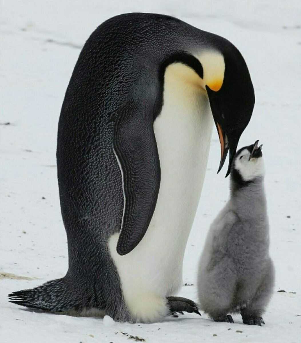 Пингвины моей мамы без. Пингвин пингвиниха и Пингвиненок. Императорский Пингвин высиживает яйцо. Императорский Пингвин детеныш. Детёныш королевского пингвина.