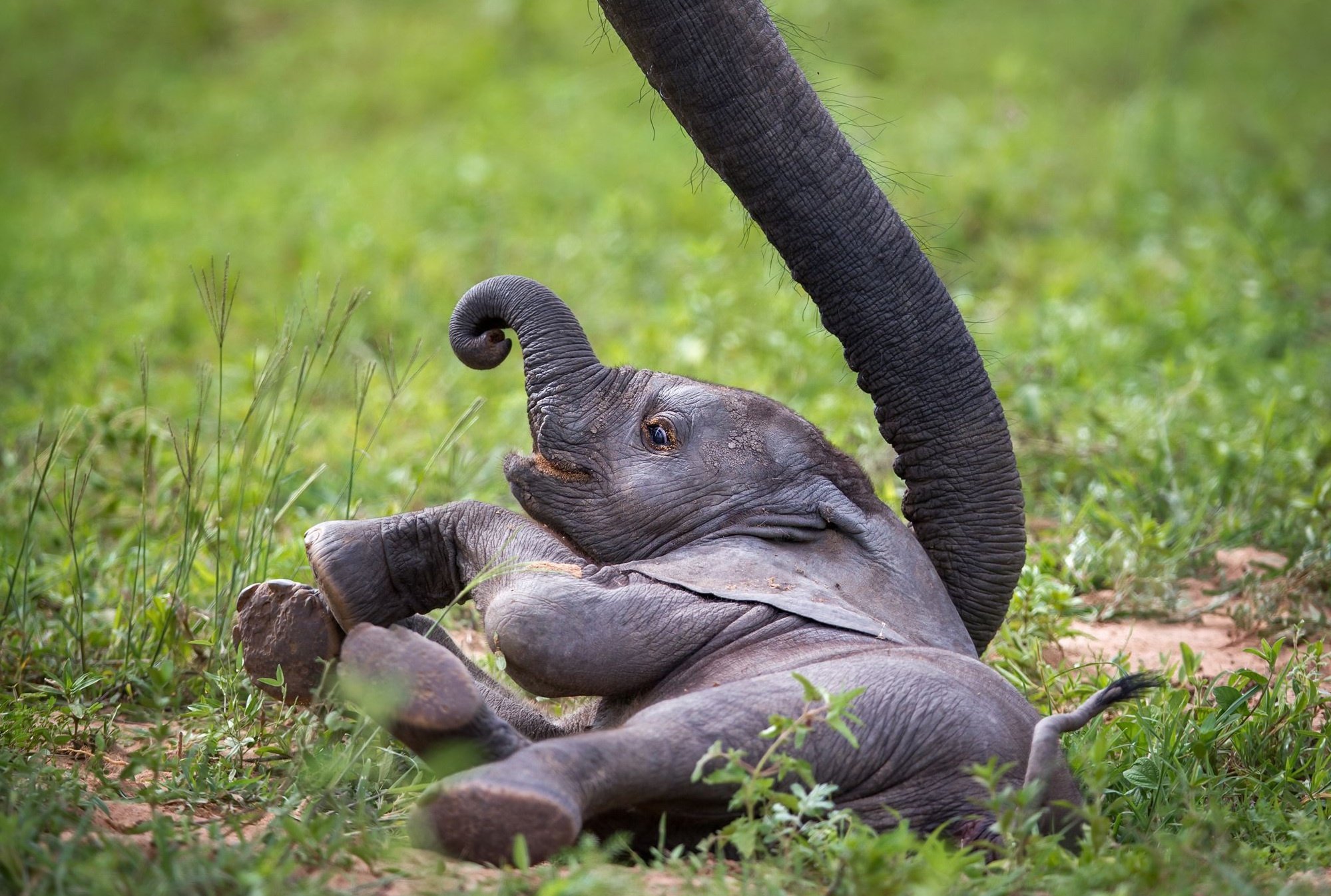 Веселый слоник. Слоненок. Животное с хоботом. Маленький Слоник. Смешные слоны.
