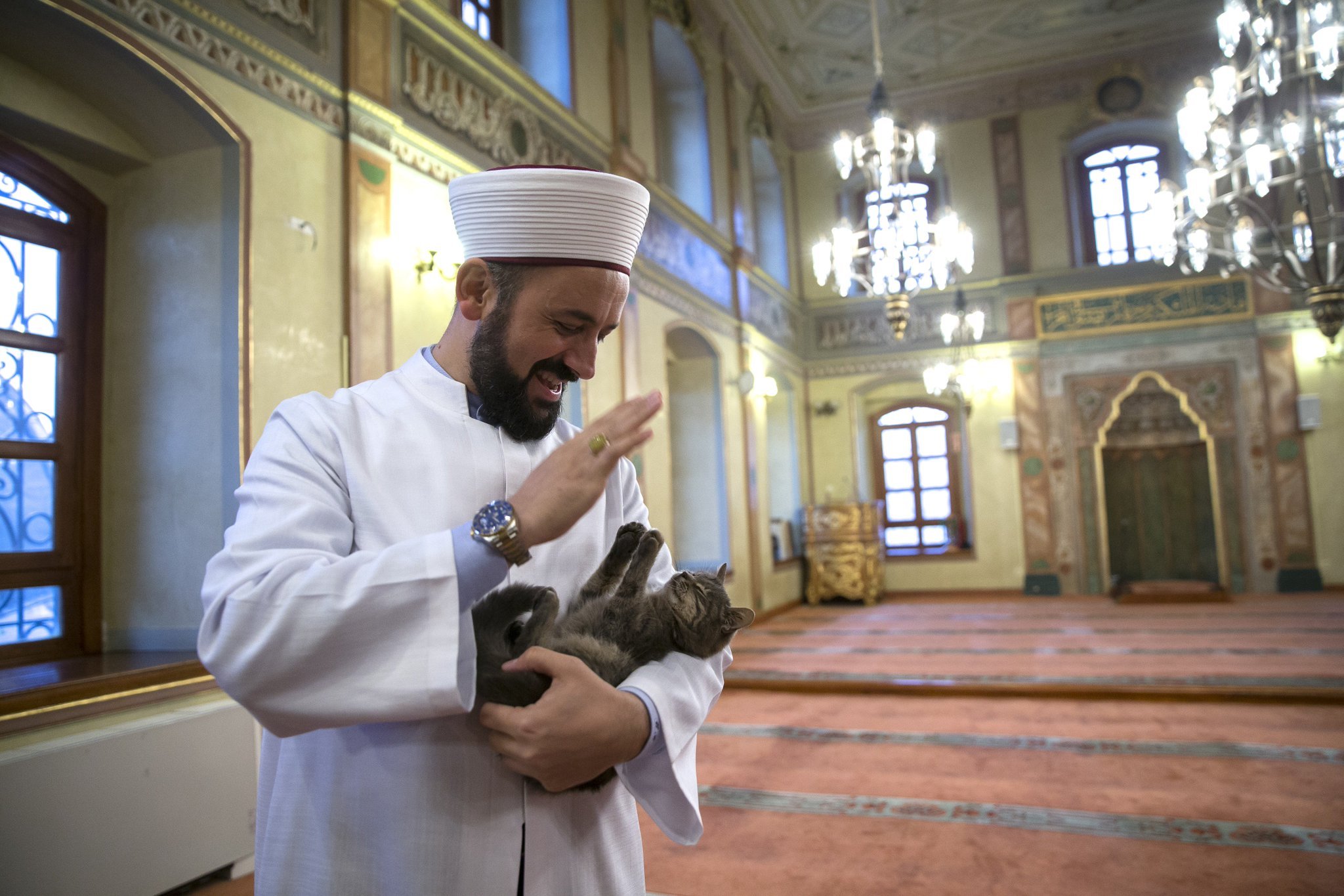 Что читает имам. Кошка пророка Мухаммеда Муизза. Имам мечети Истамбул. Имам и Хафиз. Имам мечети пророка Мухаммада.