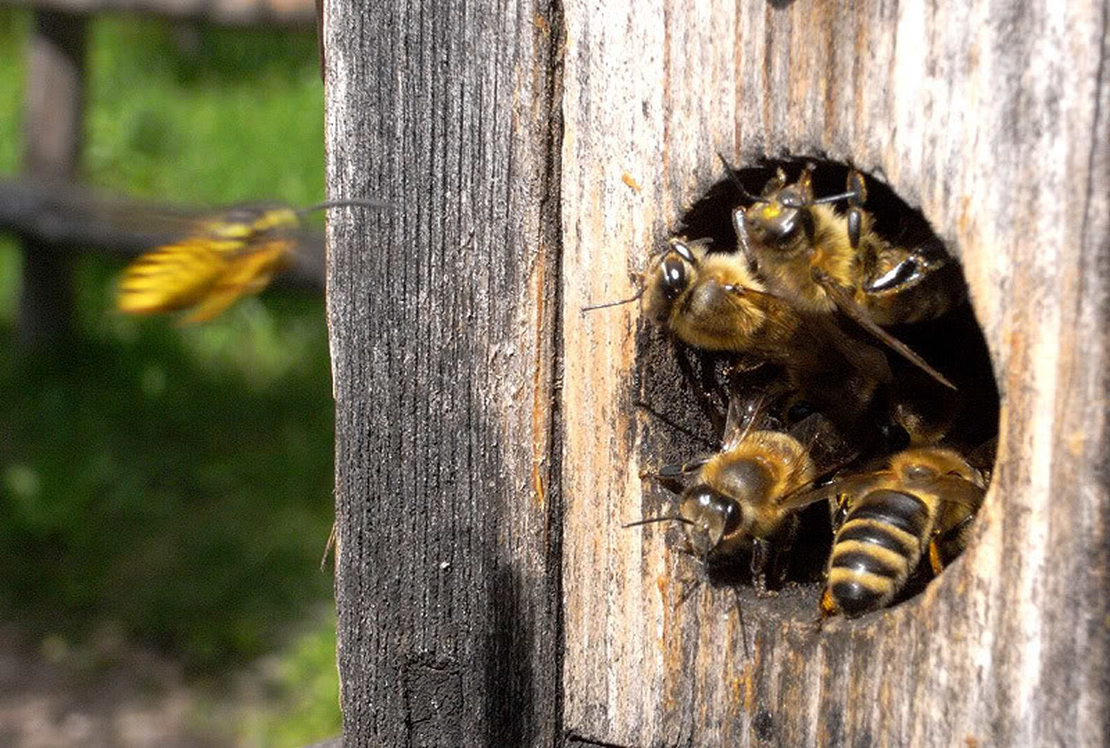 Хвойным пчел