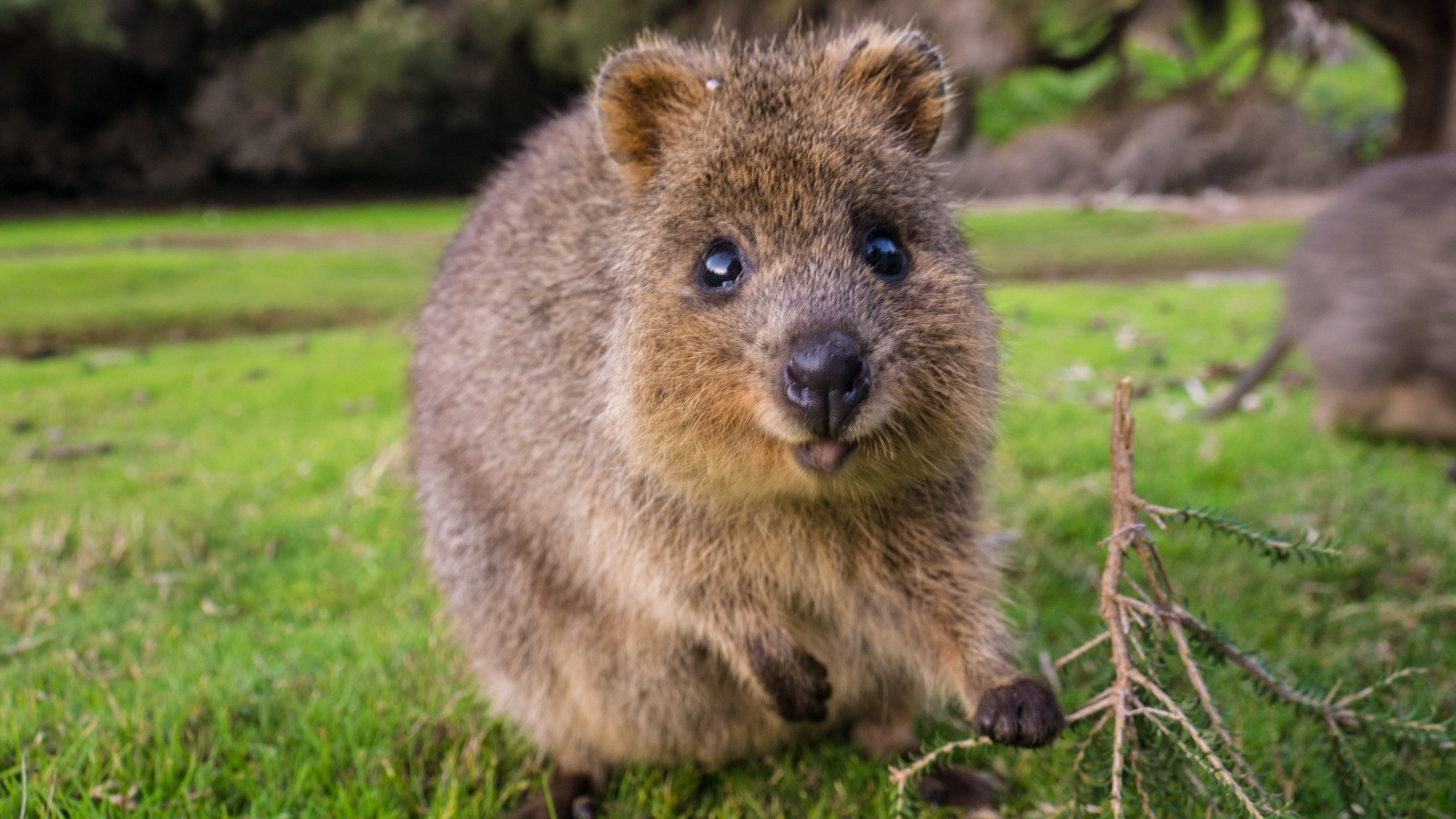 Квокка. Квокка сумчатый зверь. Австралийская кенгуру Квокка. Карликовый кенгуру Квокка. Квокка эндемики Австралии.