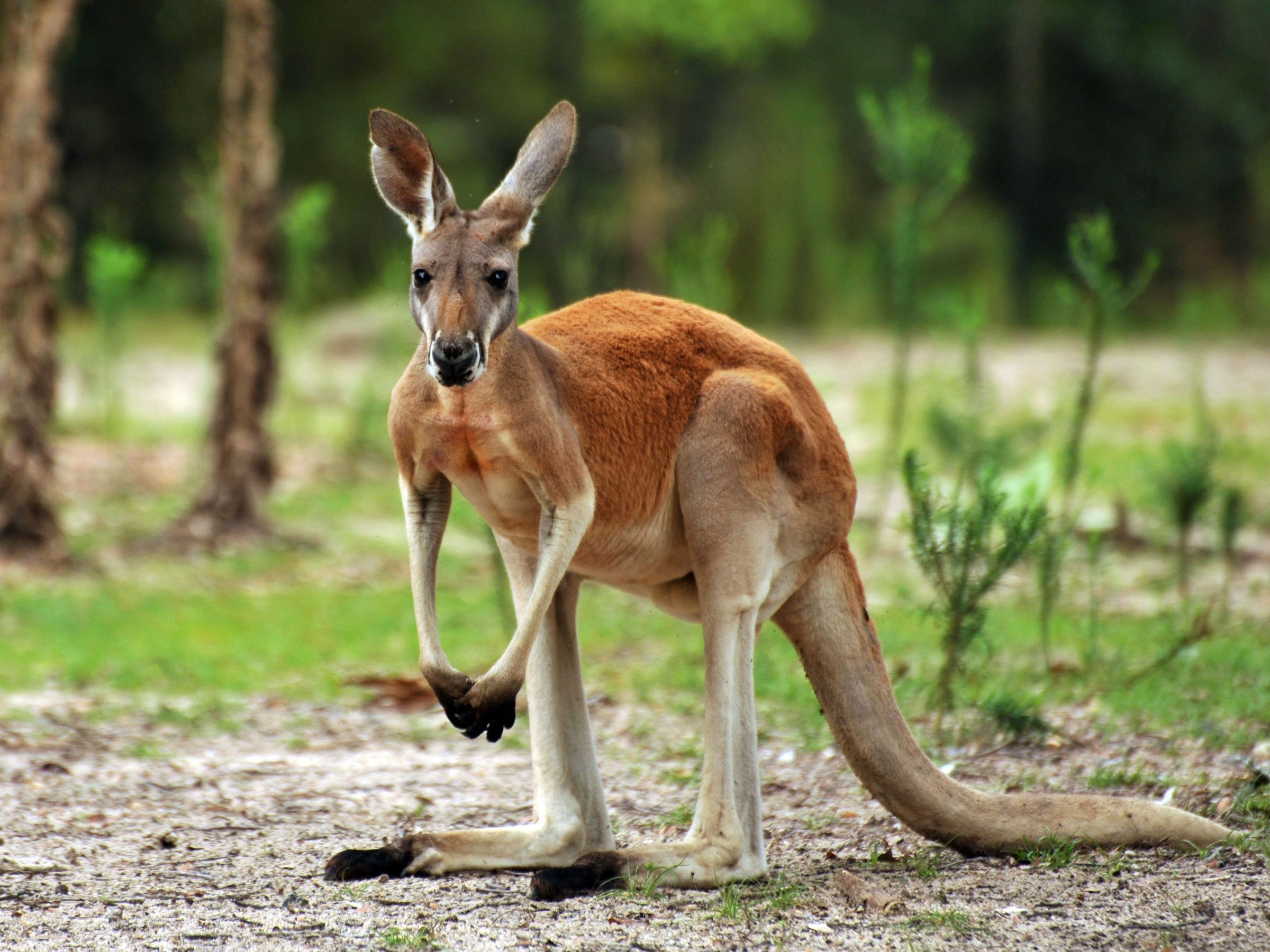 Какие есть животные австралии