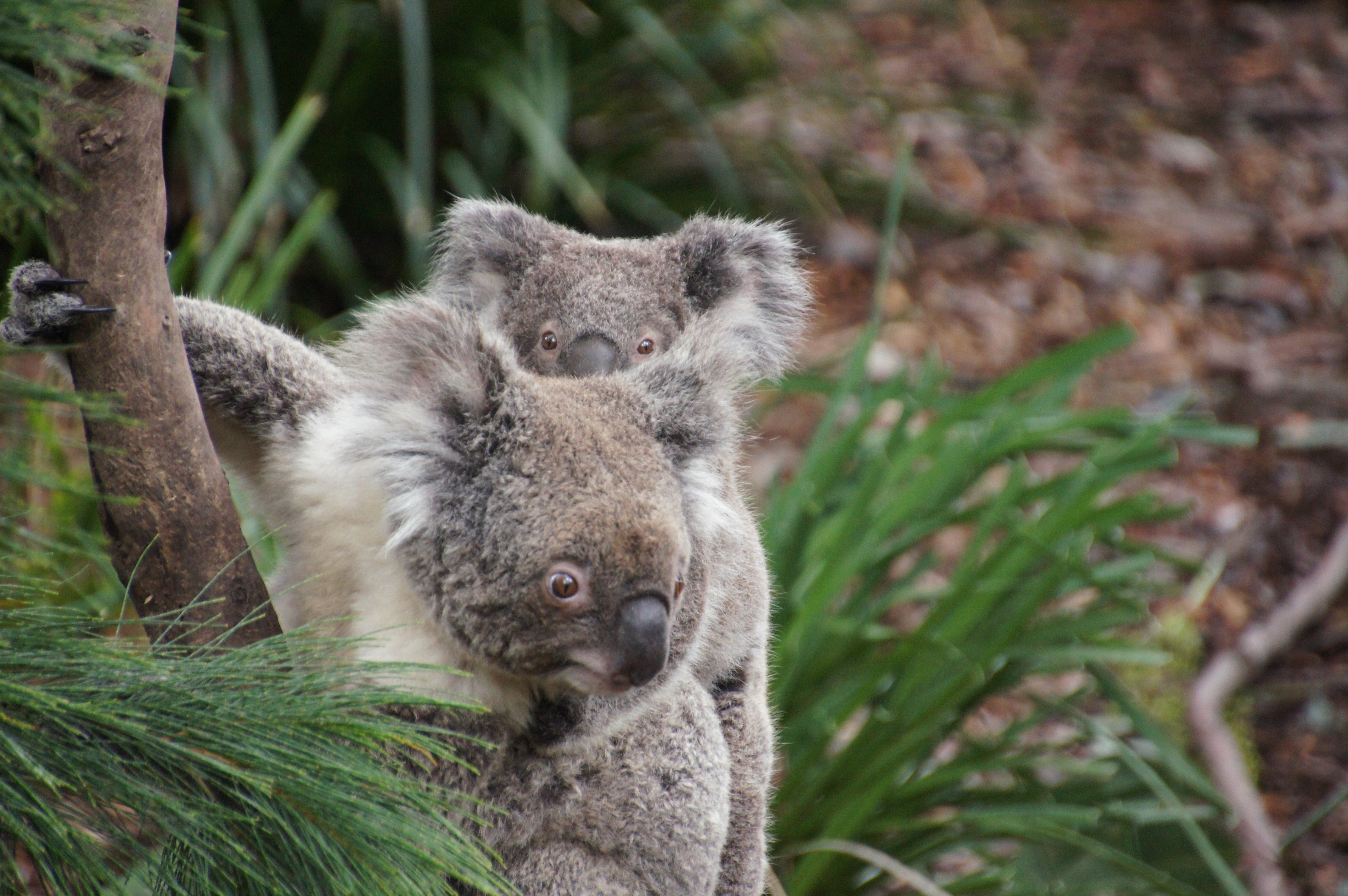 Коалы плавают. Коала. Динго и коала. Коала фото. Коала в Австралии.