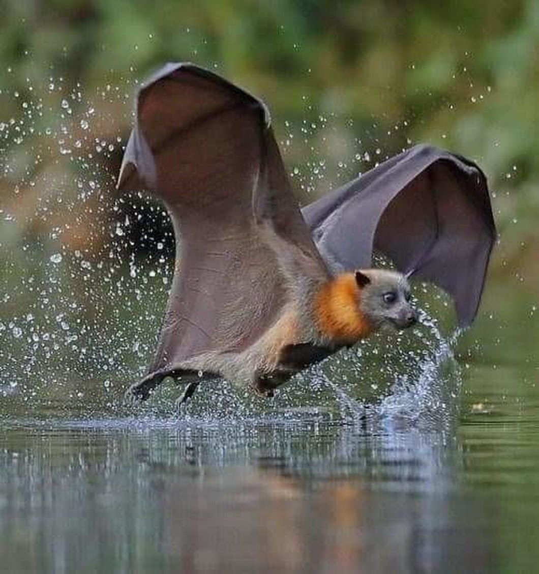 Летающая мышь млекопитающее. Калонг летучая лисица. Мадагаскарский крылан. Гуамская летучая лисица. Крылан летучая лисица.