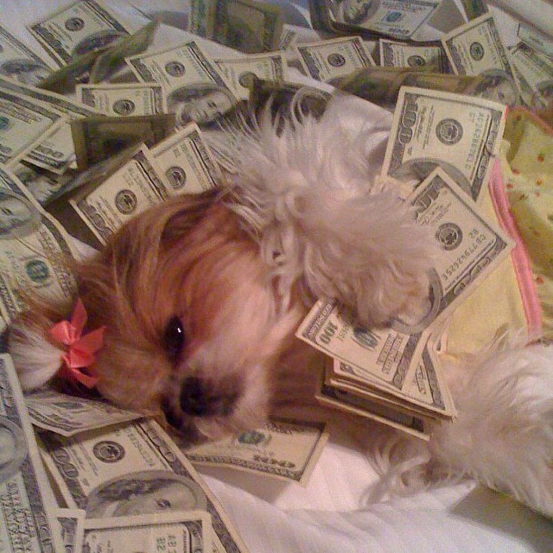 Собака с деньгами