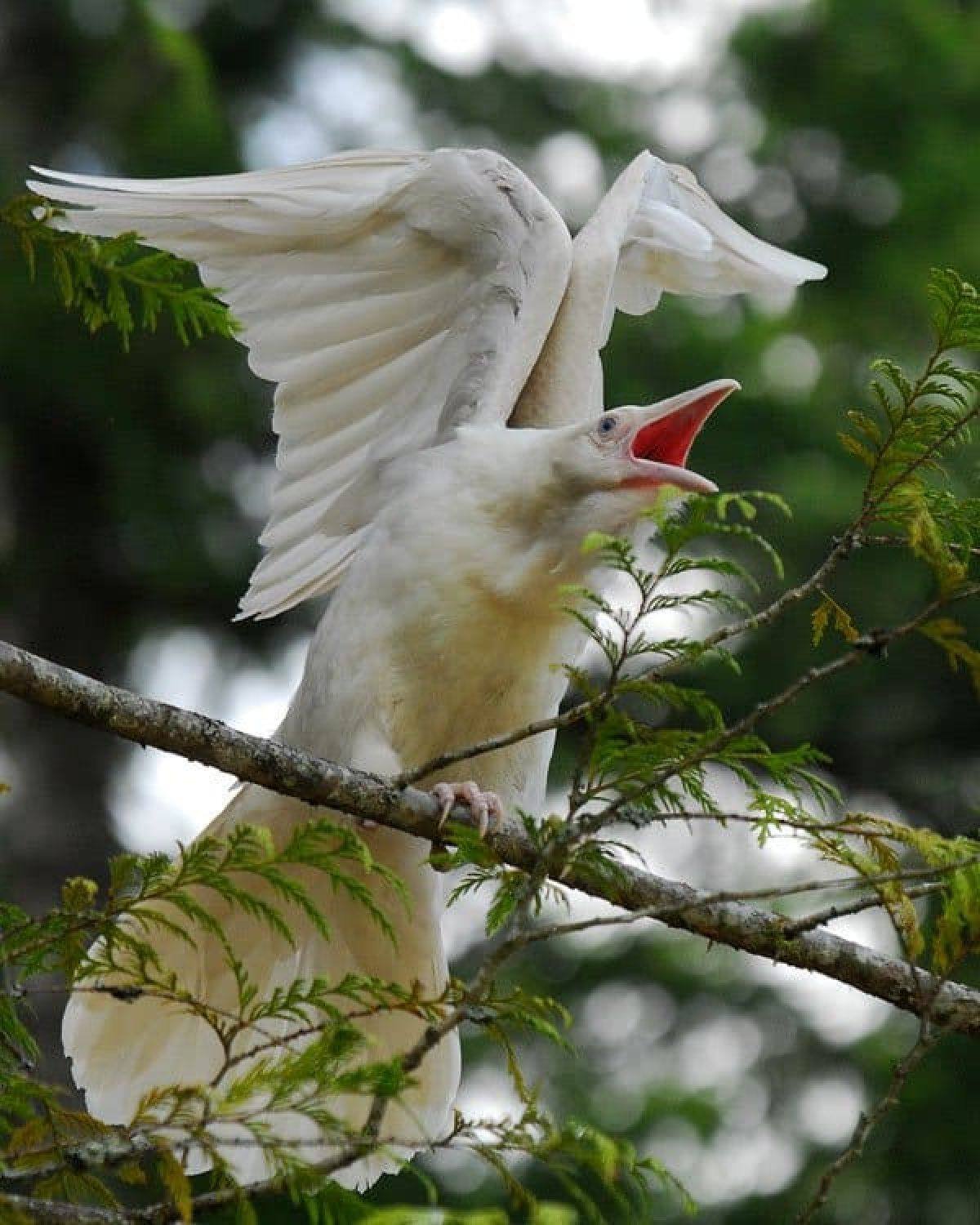Птица объявится белая ворона. Бе́лая воро́на. Белая ворона альбинос. Сорока альбинос. Ворон альбинос.