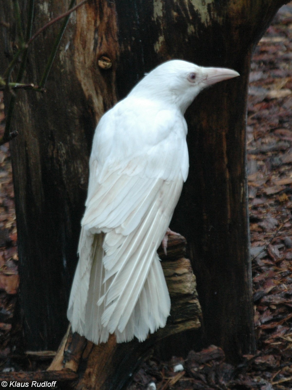 Ворон альбинос