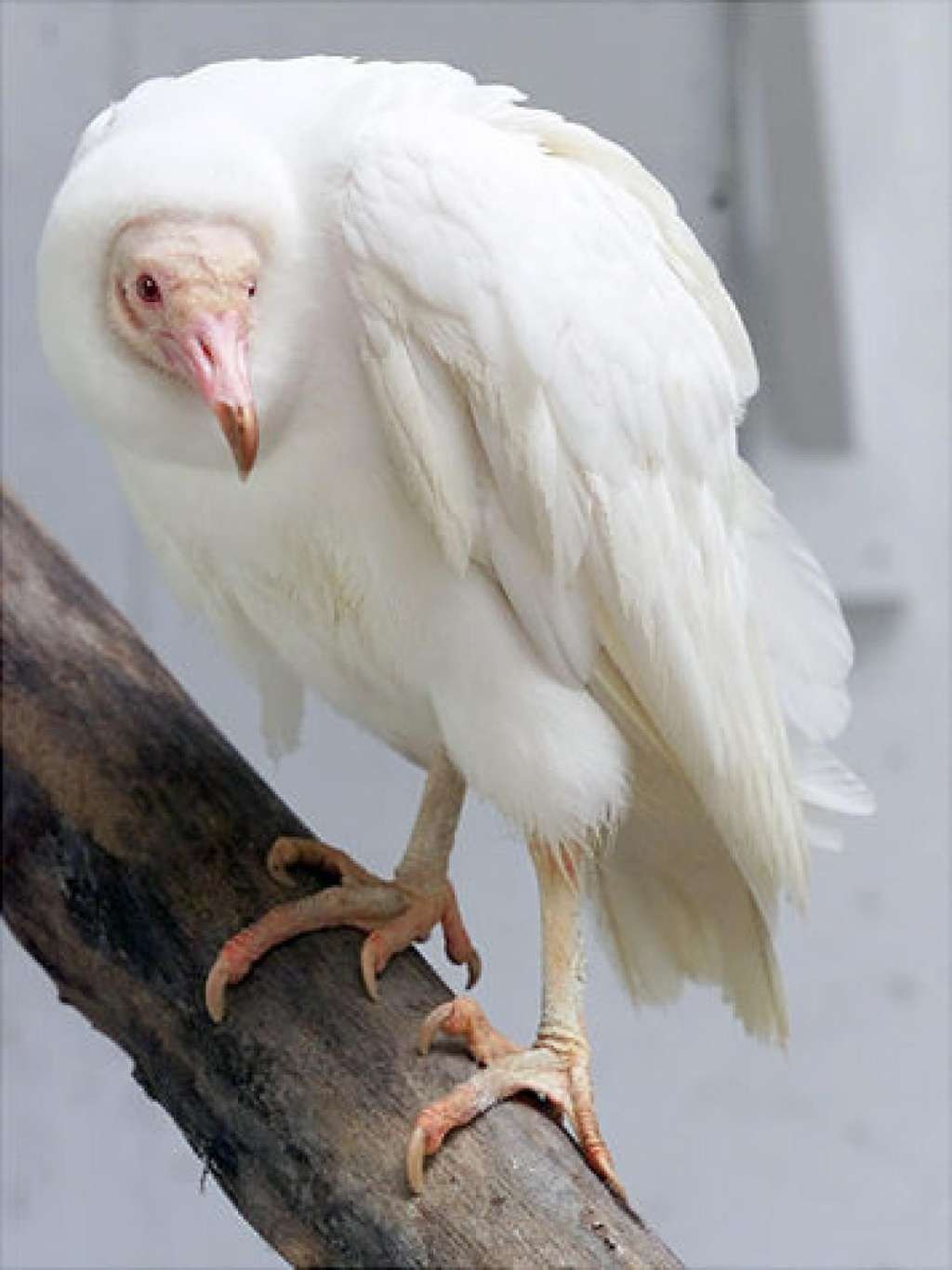Альбатрос альбинос