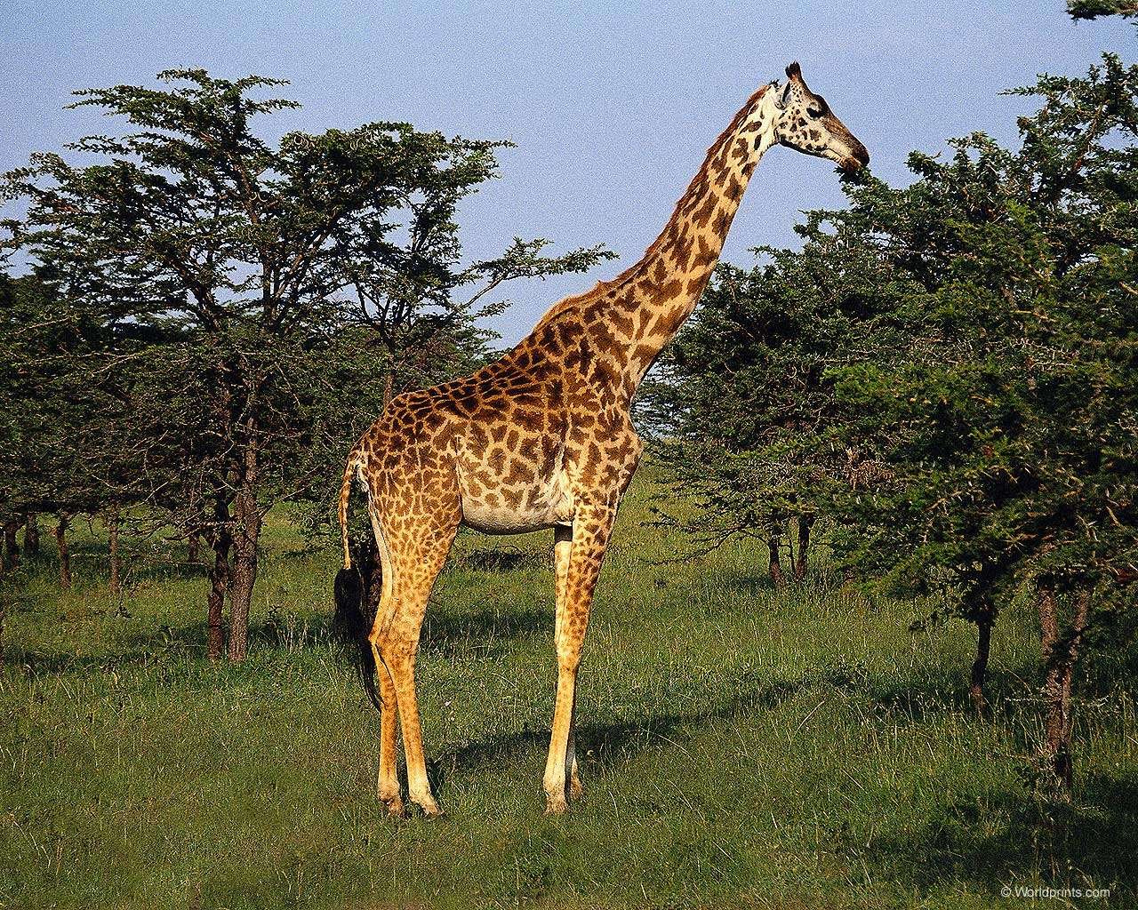 Какой тип развития характерен для сетчатого жирафа. Жираф. Животные жарких стран. О жирафе. Жираф для презентации.