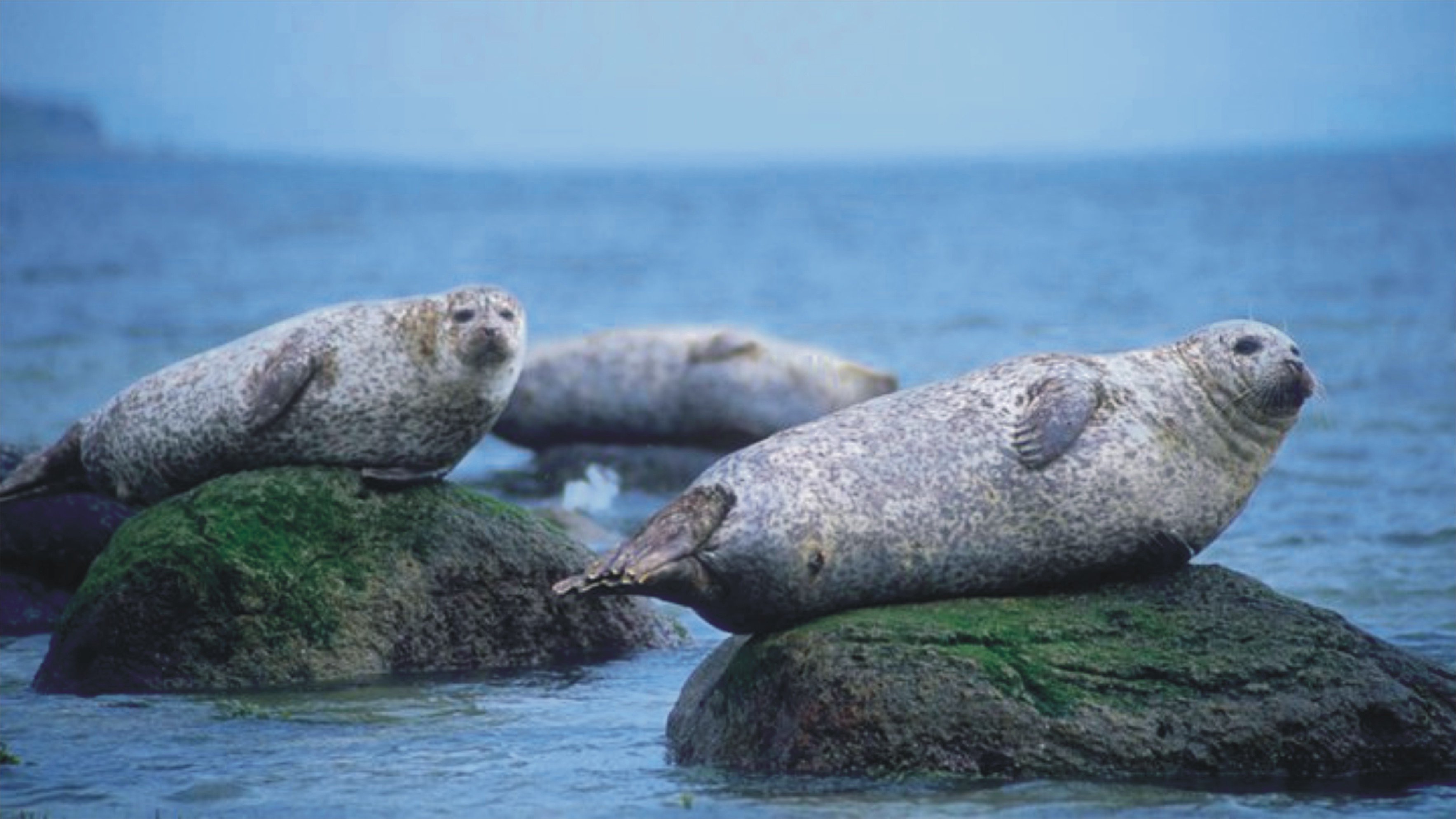 Scotland animal. Остров Тюлений Охотское море. Тюлень Ларга. Нерпа Охотское море. Тюлени Шотландия.