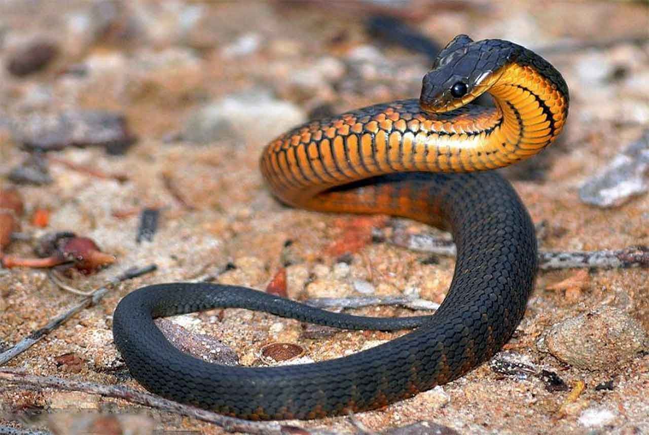 Самые ядовитые змеи фото. Тайпан австралийская тигровая змея. Краснобрюхий полоз. Краснобрюхий Аспид. Королевская ошейниковая змея.