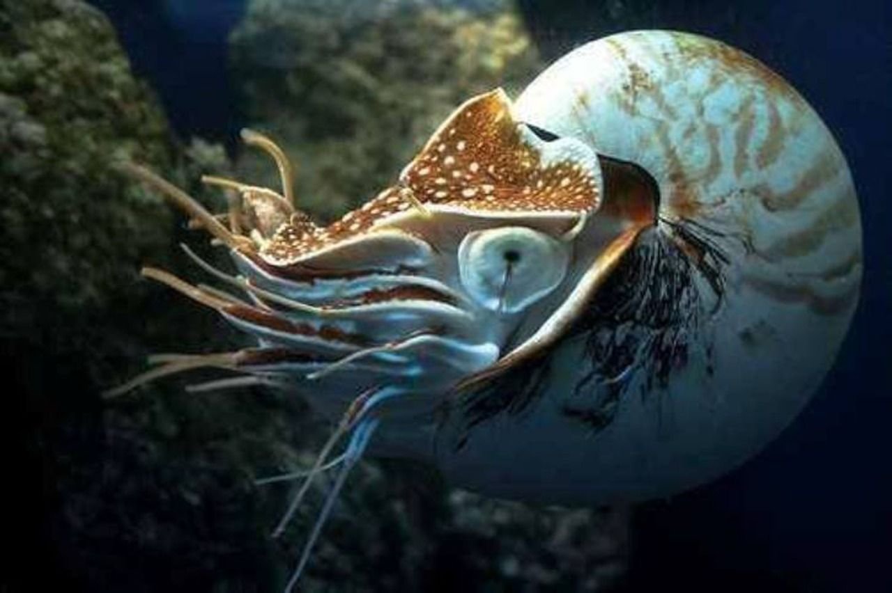 Морское головоногое. Наутилус головоногие. Наутилус Помпилиус моллюск. Головоногие моллюсков Наутилус. Наутилус Девон.