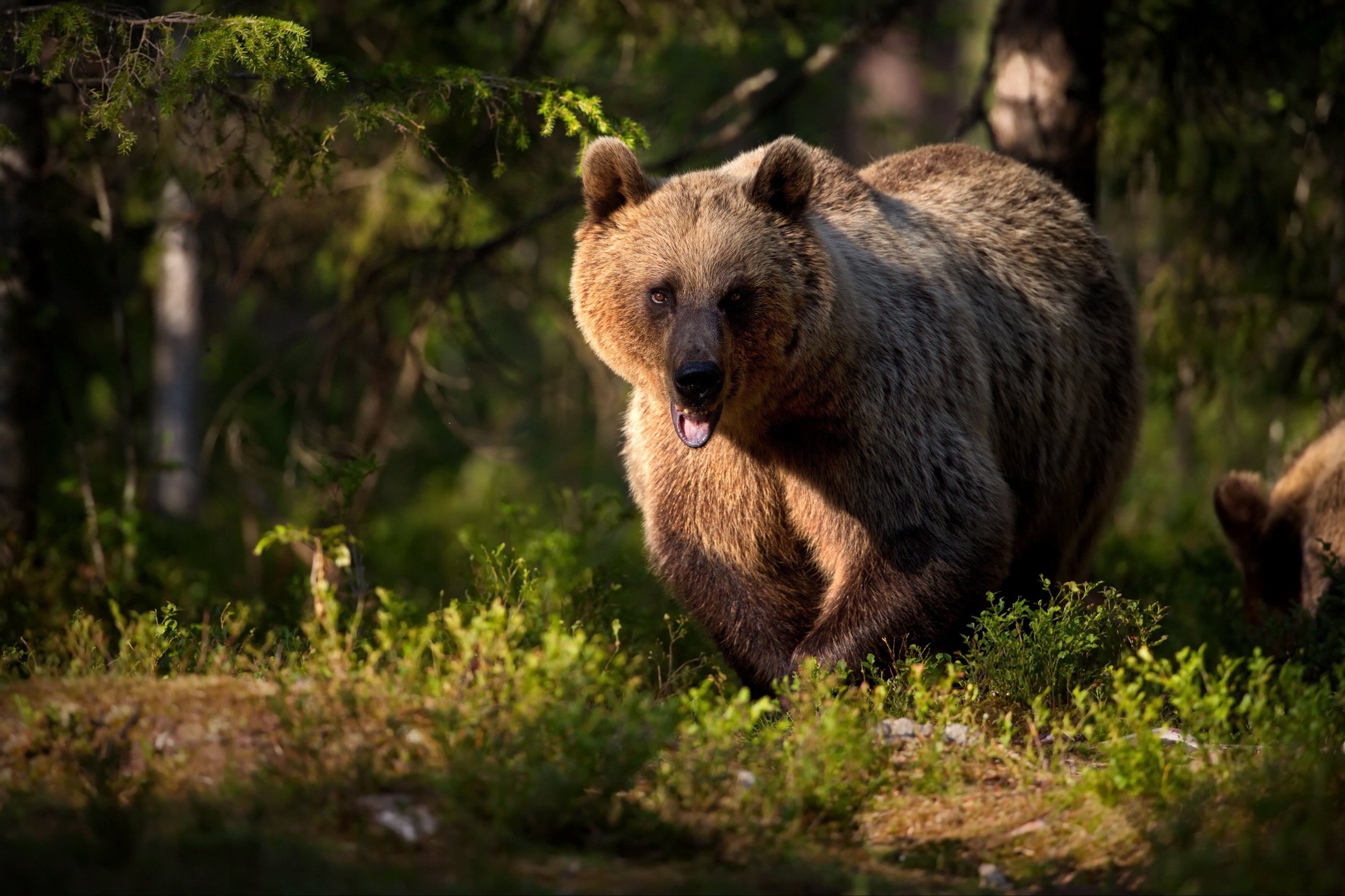 Звери про медведь. Широколиственные леса бурый медведь. Млекопитающие медведь бурый. Бурый медведь в лесу. Лесные животные медведь.