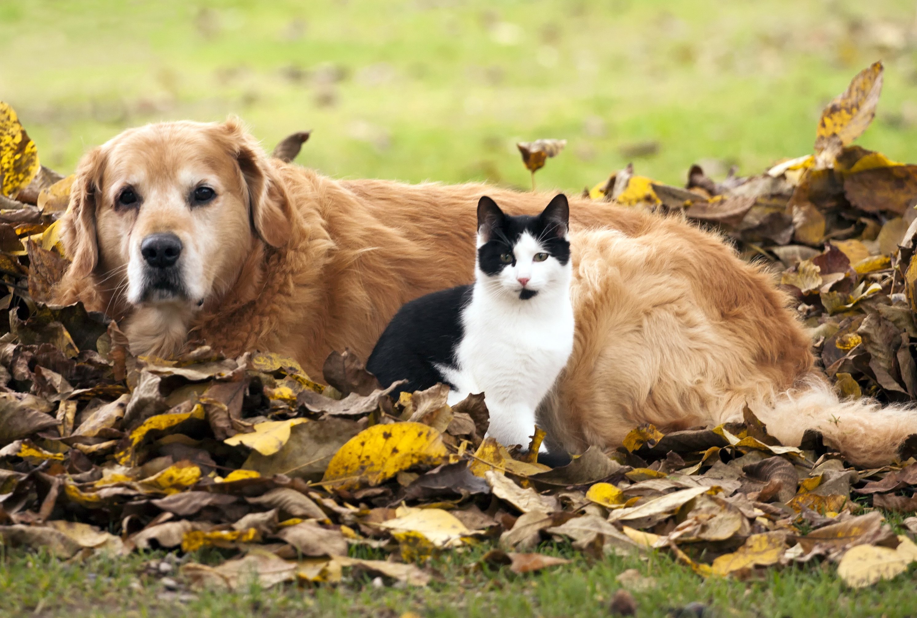Red pets. Кот и собака. Собака и кошка осенью. Домашние животные на природе. Осень домашние животные.
