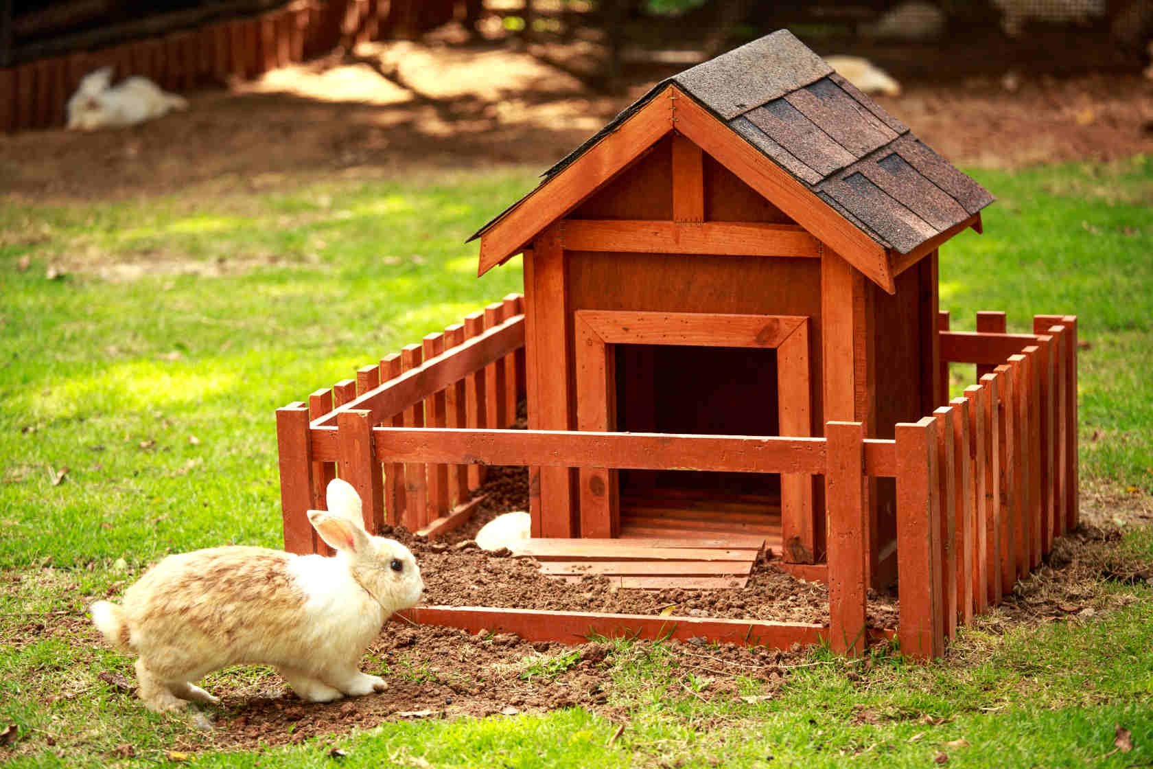 Домашние обитатели. Домик кролика. Домики для домашних животных. Дом для кроликов. Кроличий домик.