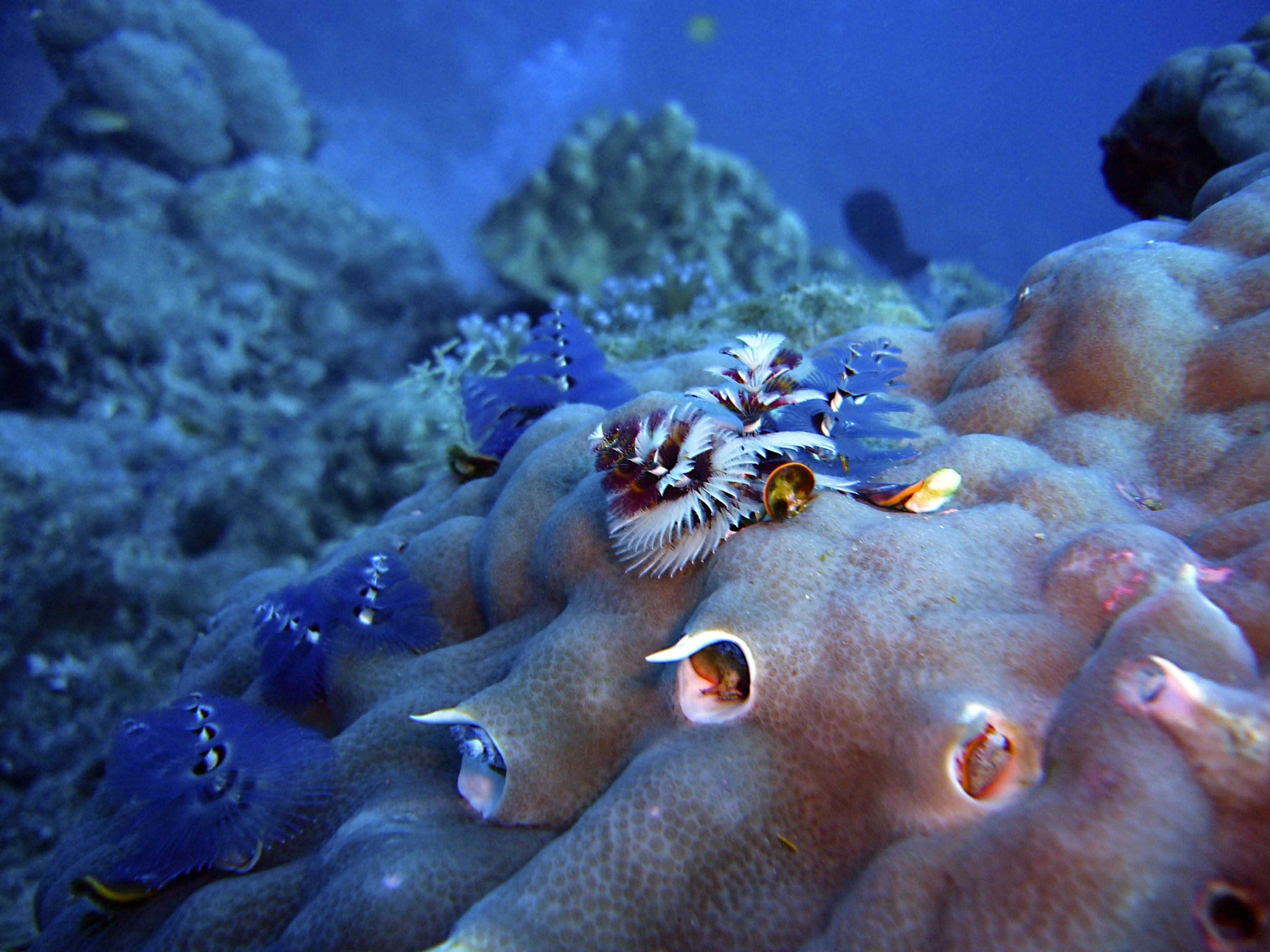 Необычные растения и животные океана. Кораллы Галапагосские острова. Обитатели моря. Подводный мир. Обитатели морского дна.