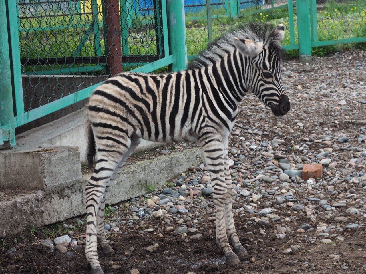 Фото роев ручей красноярск зоопарк