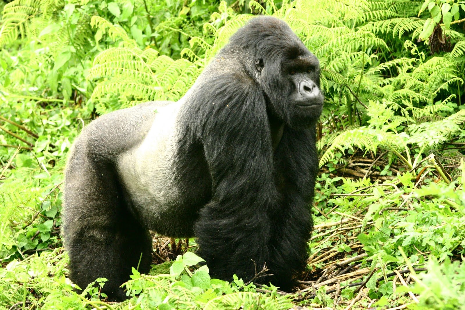 Gorilla animal. Горилла. Равнинная горилла Западная равнинная горилла. Восточная равнинная горилла. Горилла Исабукуру.