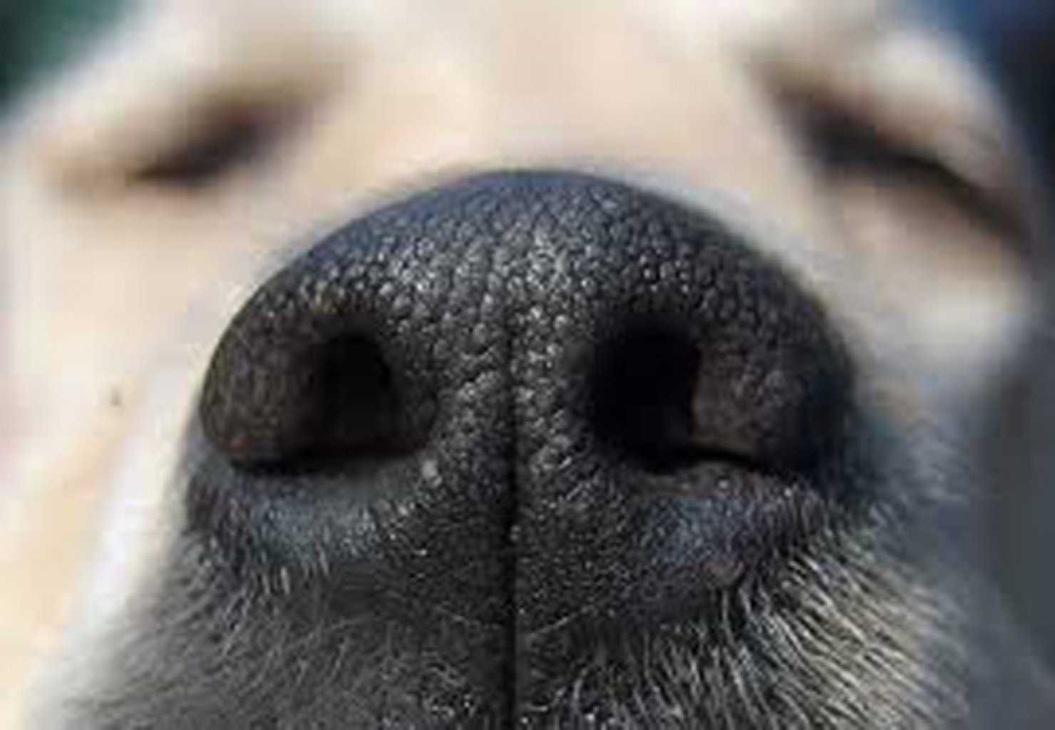 Обоняние у собак. Собачий нос. Носы животных. Обоняние собаки.