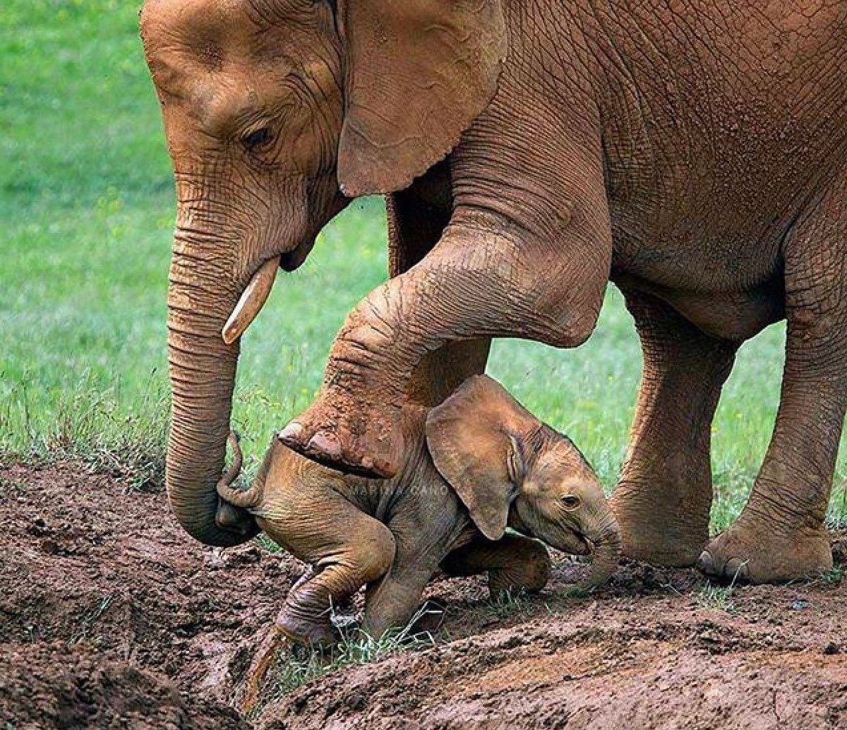 She like animals. Детеныши животных. Слоны с детенышами. Слоны и Слонята. Слониха с детенышем.