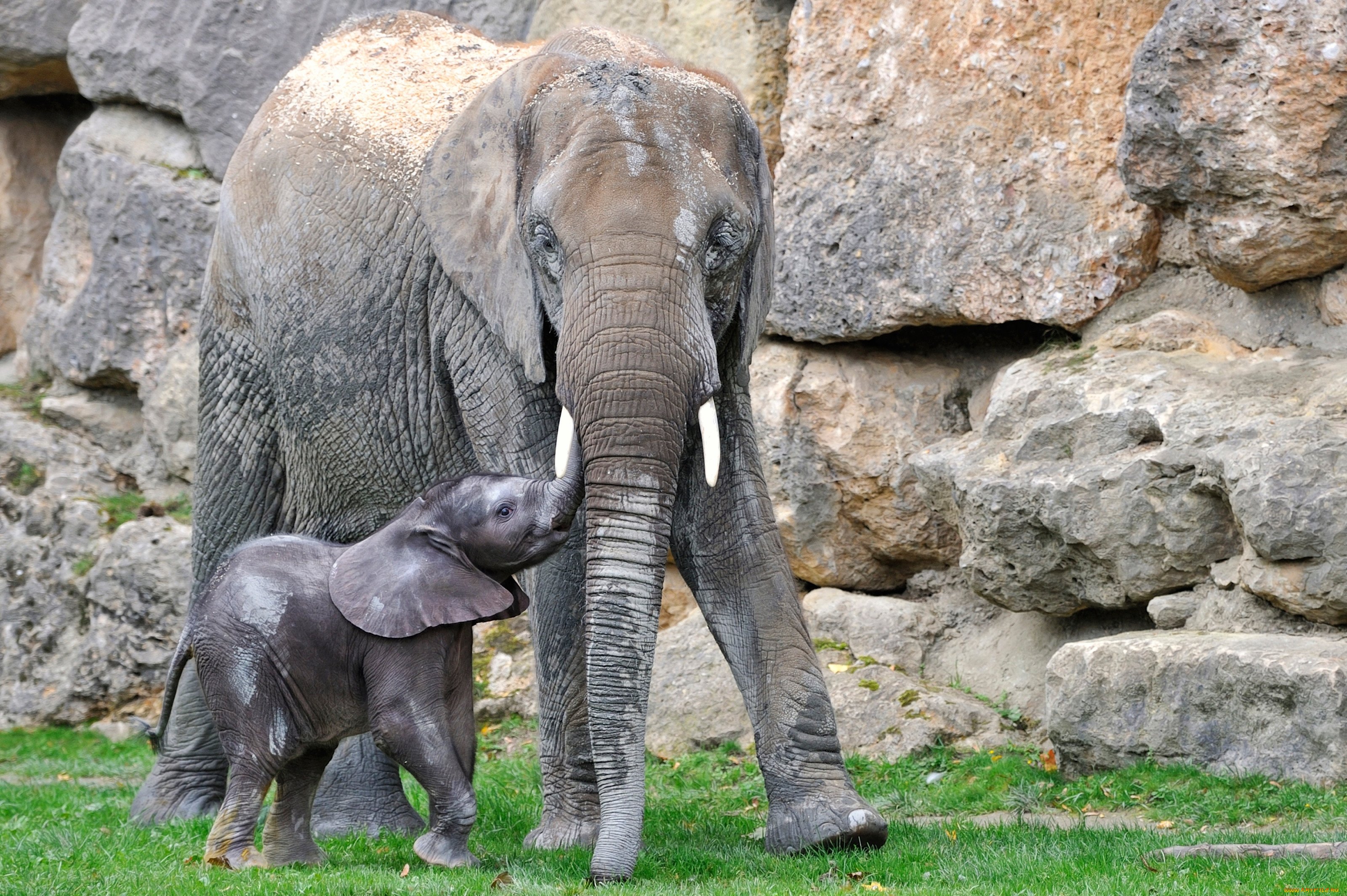 Есть мама у слоненка. Слоненок. Мама слониха. Слон и Слоненок. Слоник с мамой.